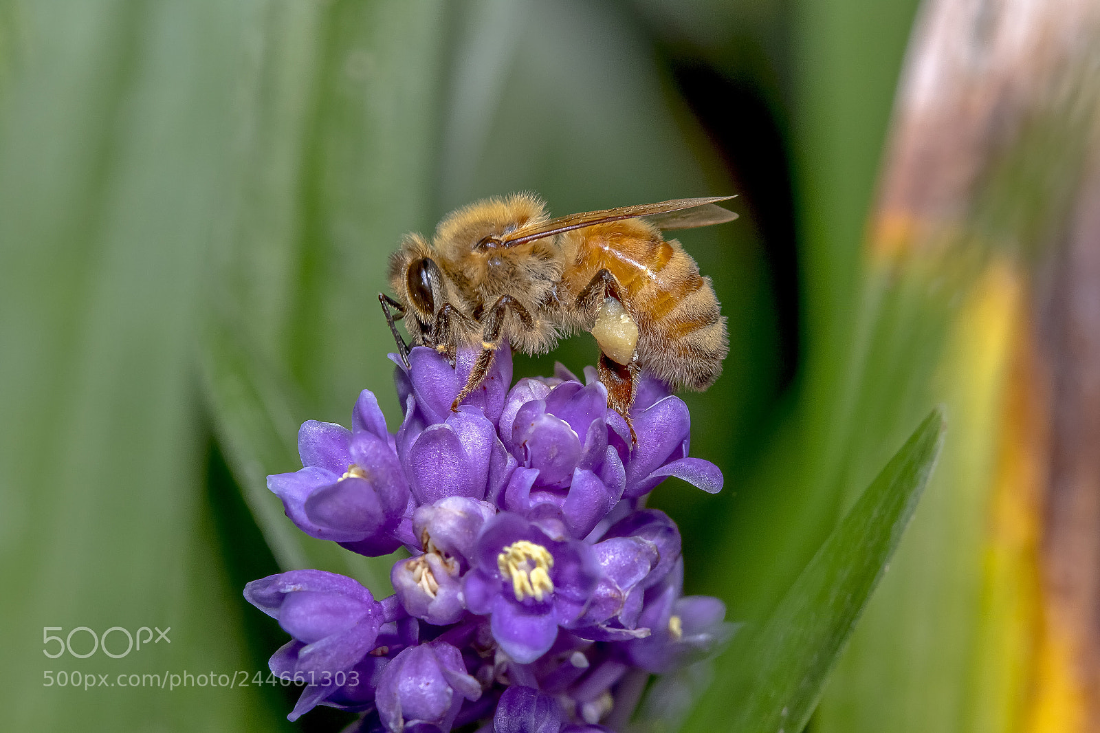 Canon EOS 7D Mark II sample photo. Honey bee photography