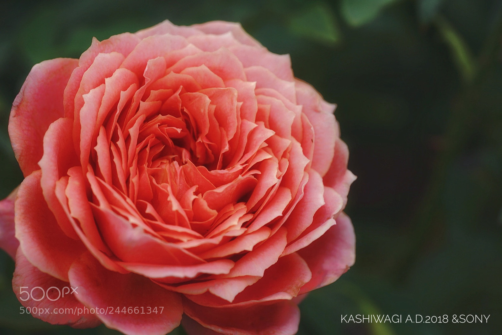 Sony a7 II sample photo. Romantic antique / germany 2010 photography