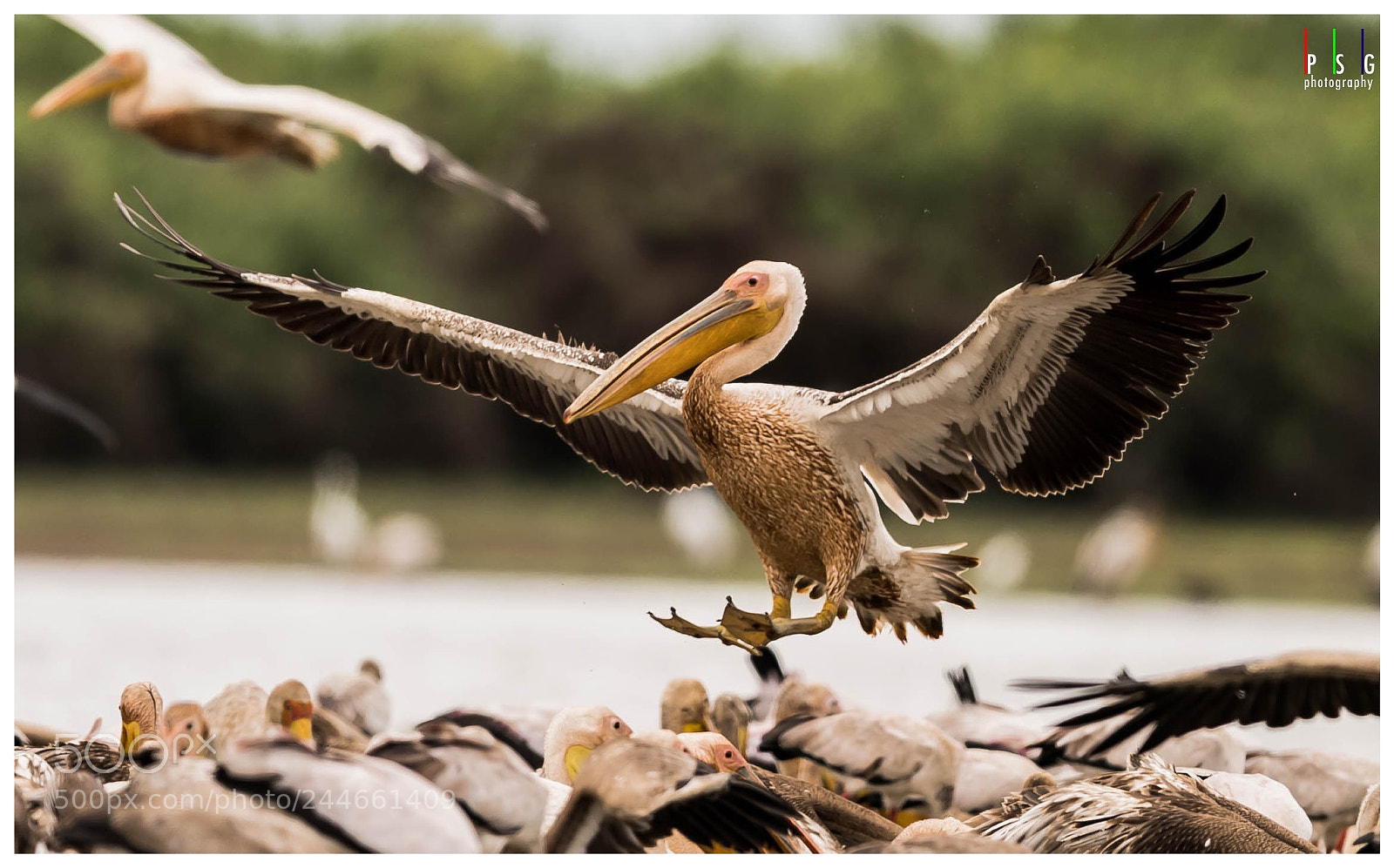 Nikon D5 sample photo. Great white pelican photography