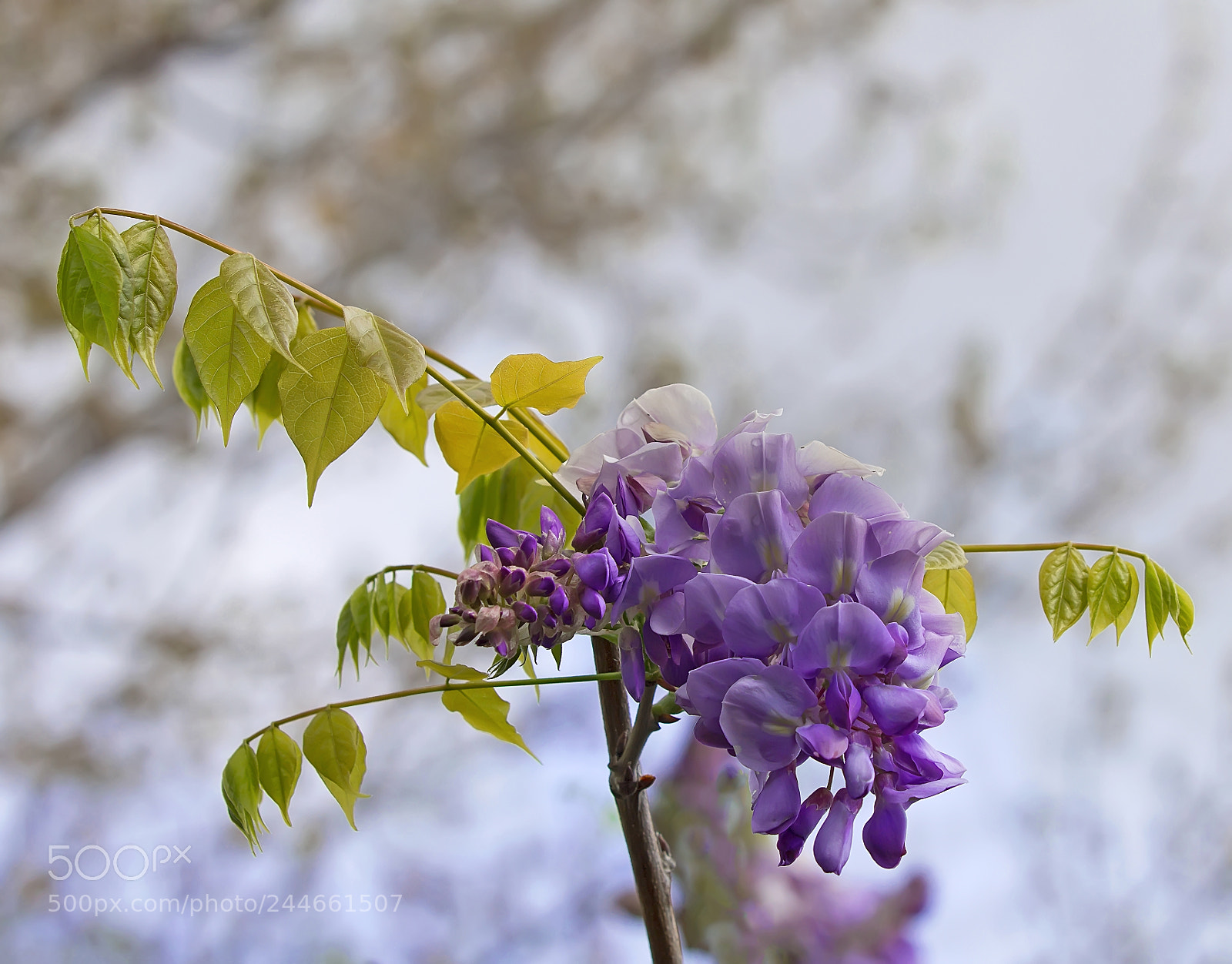 Canon EOS 60D sample photo. Wisteria frutescens (american wisteria). photography