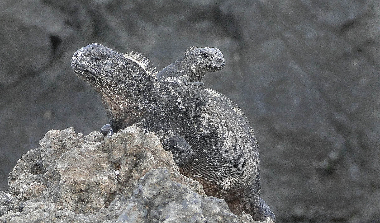 Sony Cyber-shot DSC-HX1 sample photo. Iguanas de galapagos photography
