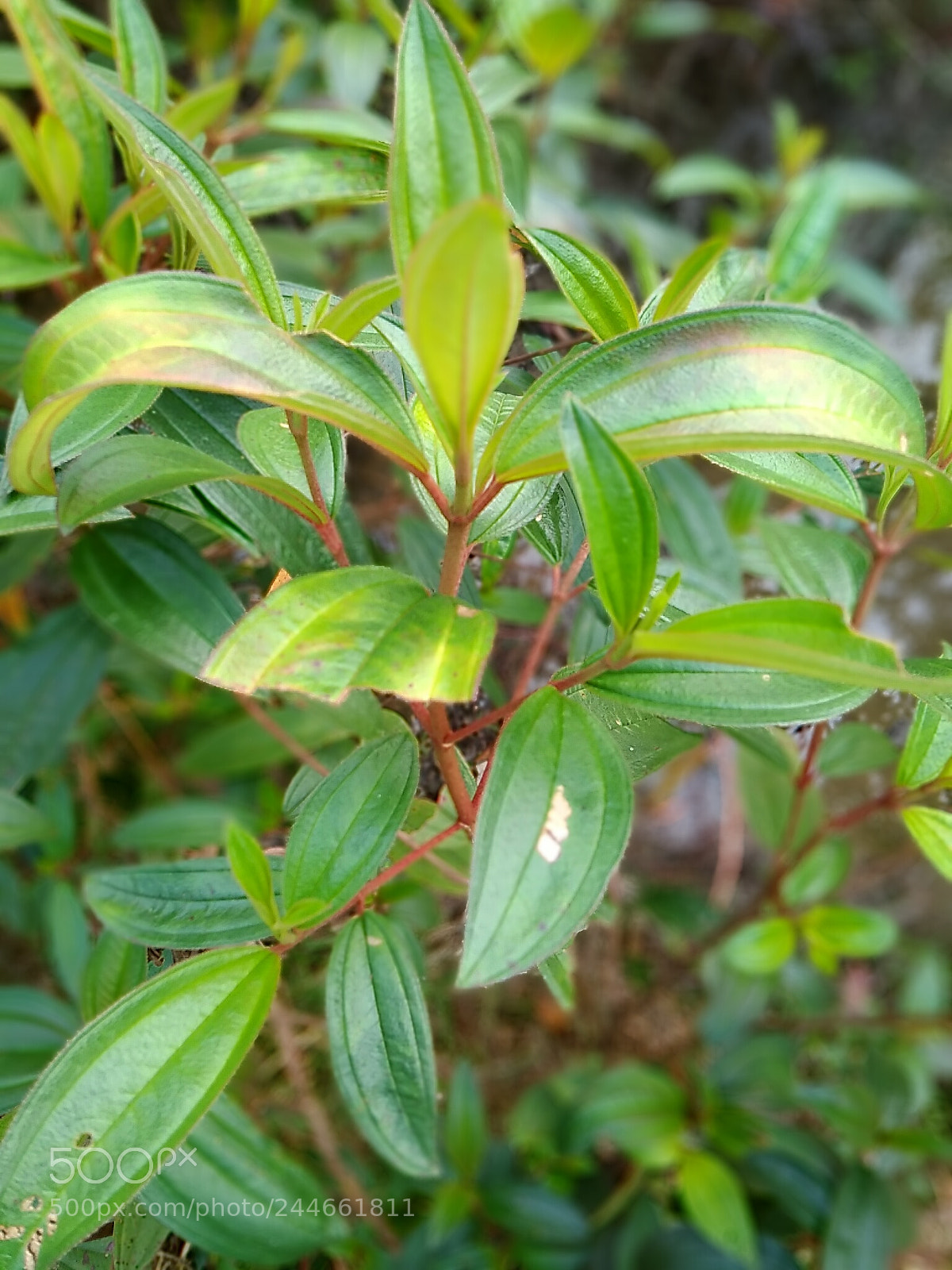 Xiaomi Redmi 4A sample photo. Nature photography