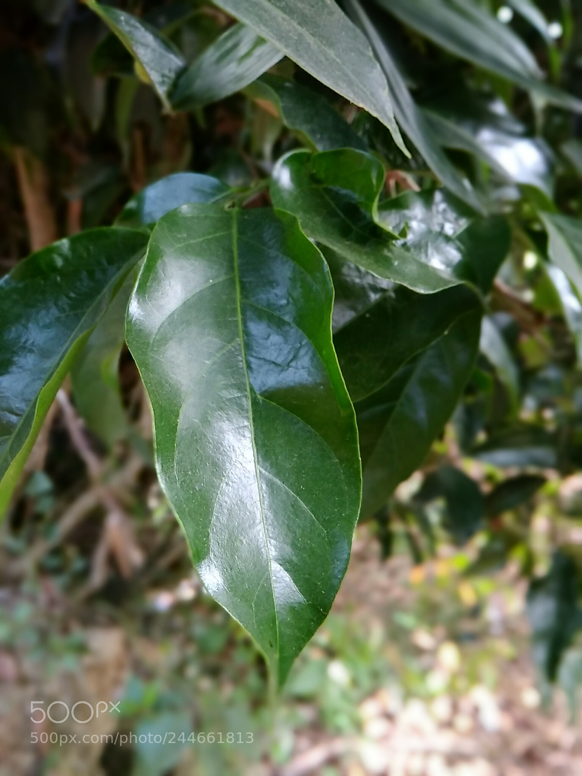 Xiaomi Redmi 4A sample photo. Nature photography