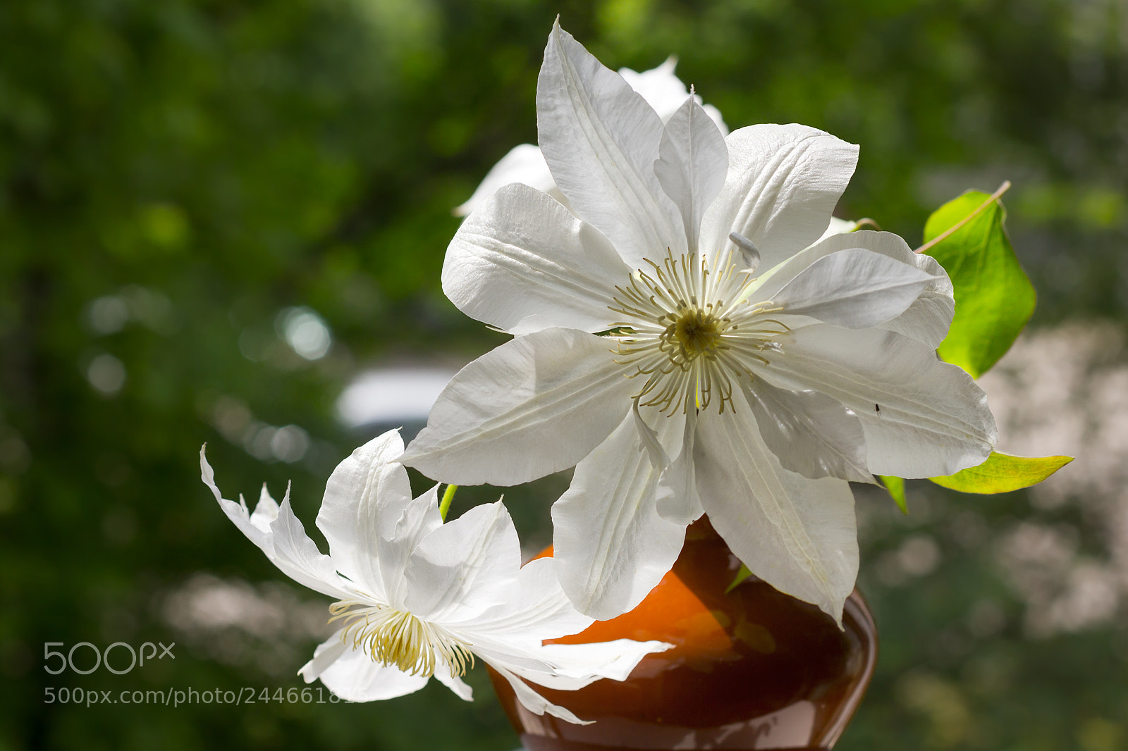 Canon EOS 550D (EOS Rebel T2i / EOS Kiss X4) sample photo. Clematis photography