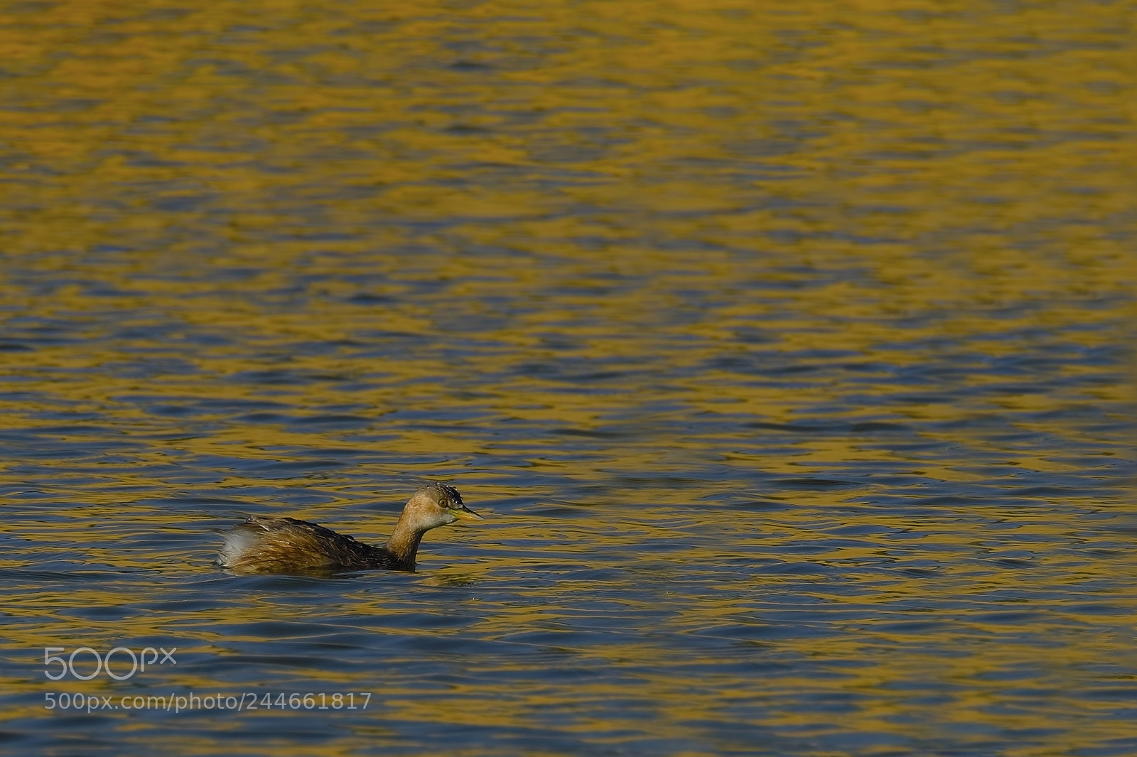 Fujifilm X-T2 sample photo. Little grebe photography