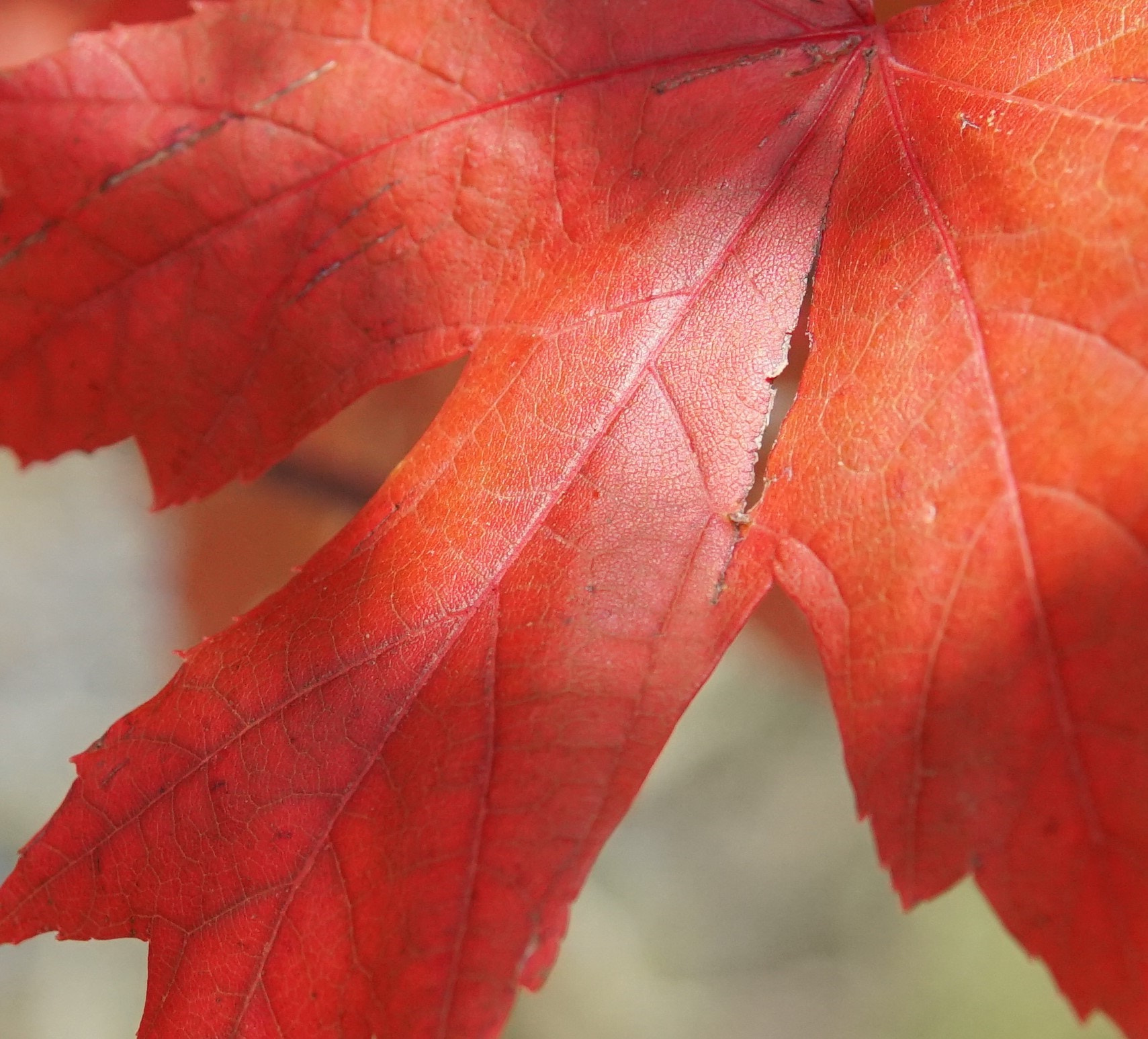 Sony a6500 + Sigma 30mm F1.4 DC DN | C sample photo. Close up leaf # two photography