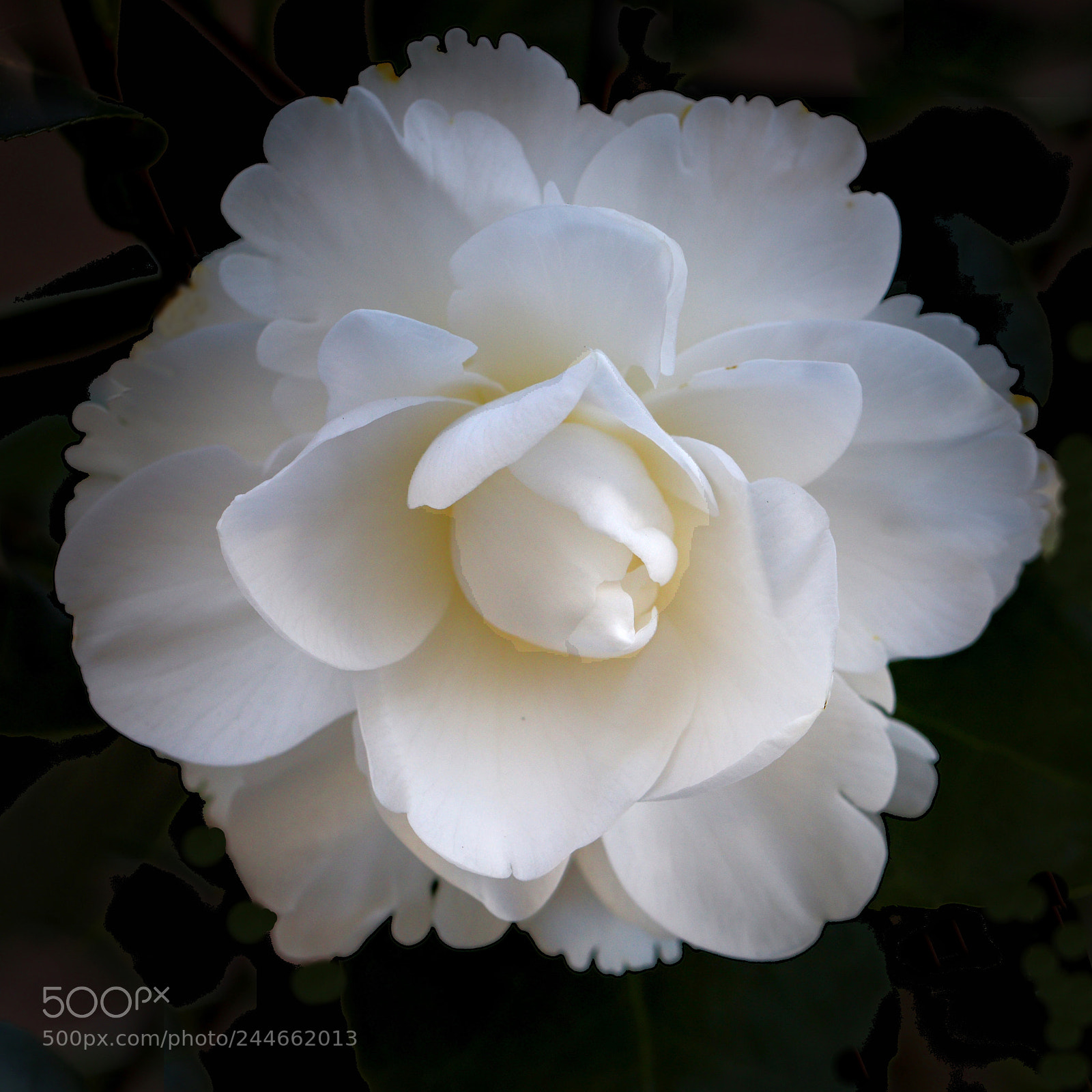 Canon EOS 77D (EOS 9000D / EOS 770D) sample photo. Camellia photography