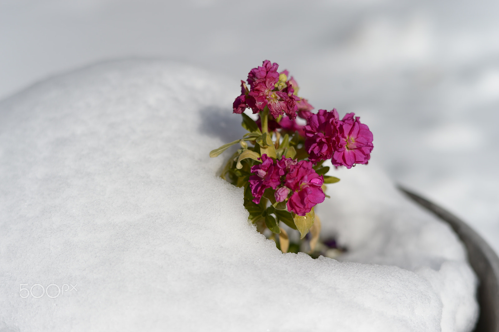 Nikon AF-S Nikkor 58mm F1.4G sample photo. Sprout under snow photography