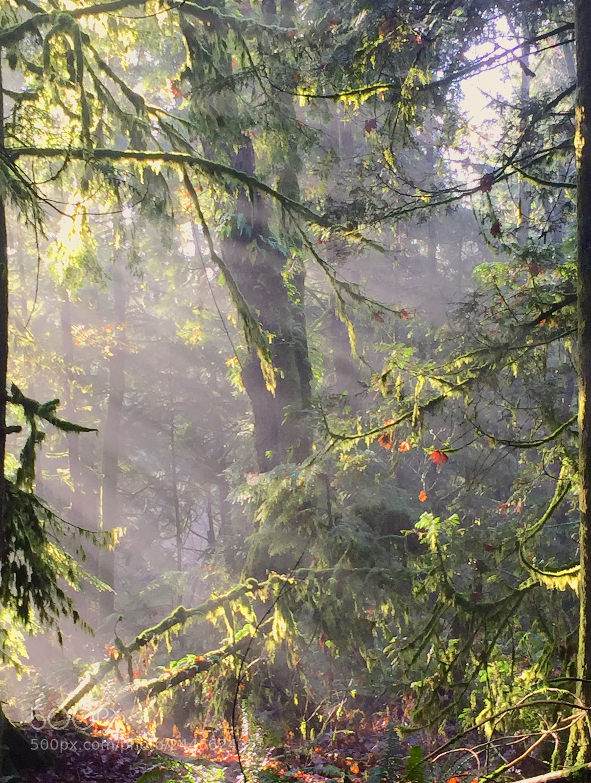 Apple iPhone 6 sample photo. Winter forest photography