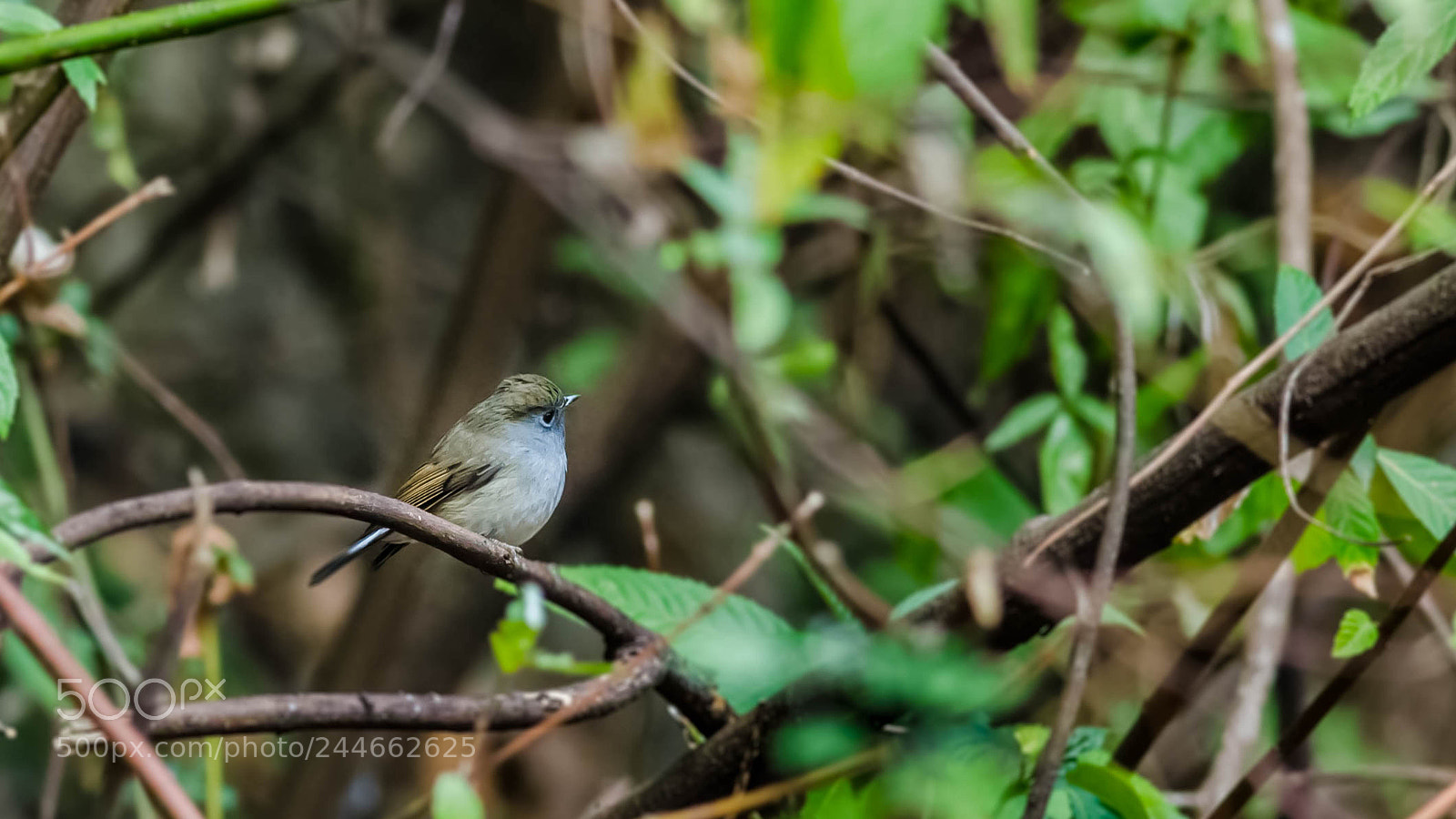 Nikon D5100 sample photo. Rufous-gorgeted flycatcher photography