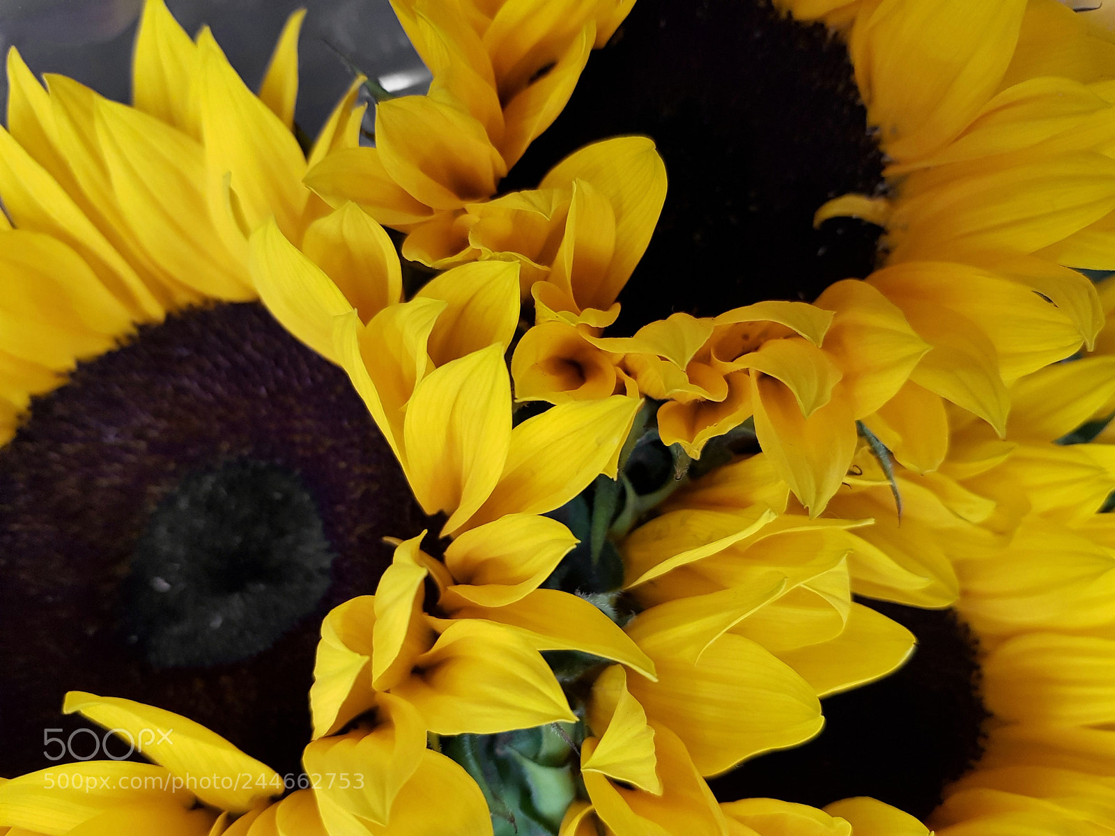 Samsung Galaxy S8+ sample photo. Tres girasoles photography