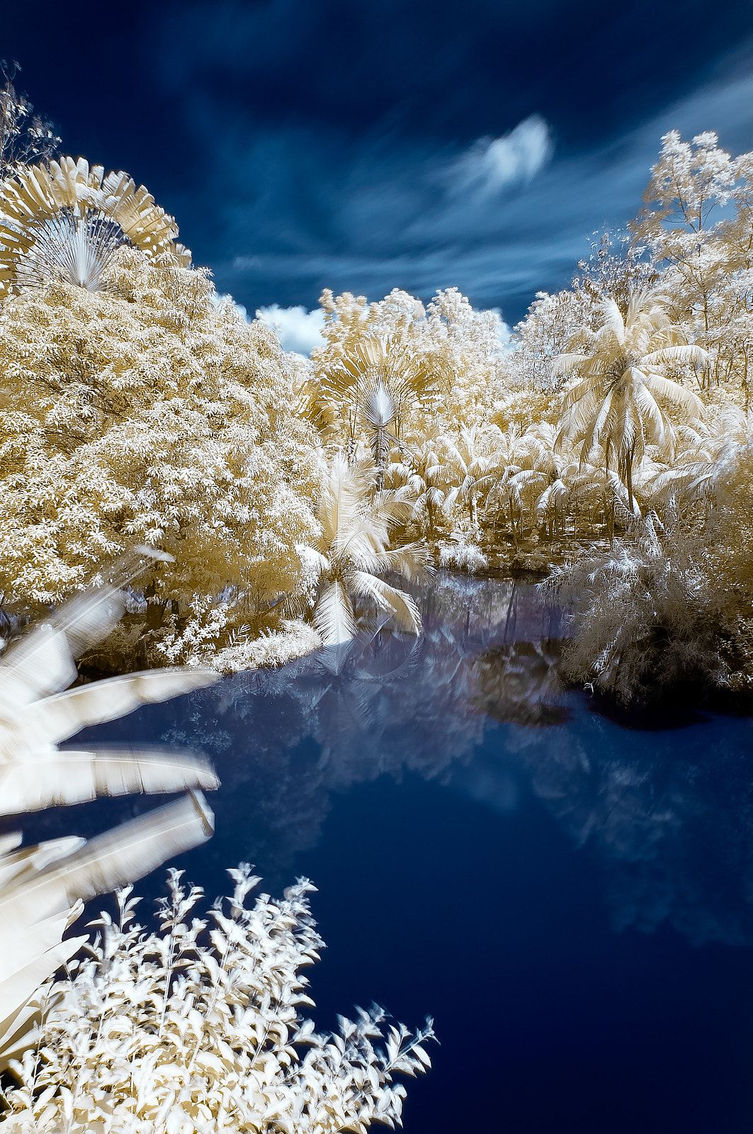 Nikon D5000 sample photo. Surreal sepilok | sabah | malaysia photography