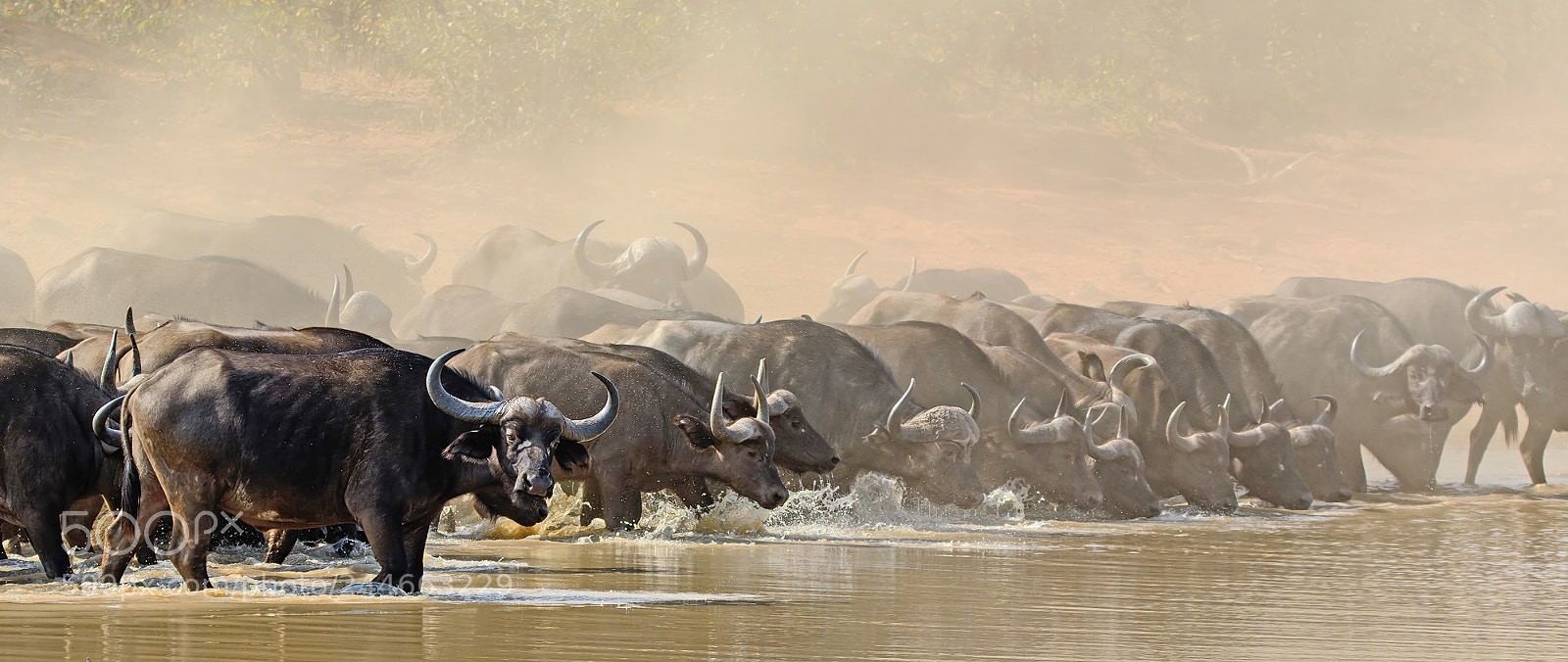 Nikon D7100 sample photo. The big thirst photography