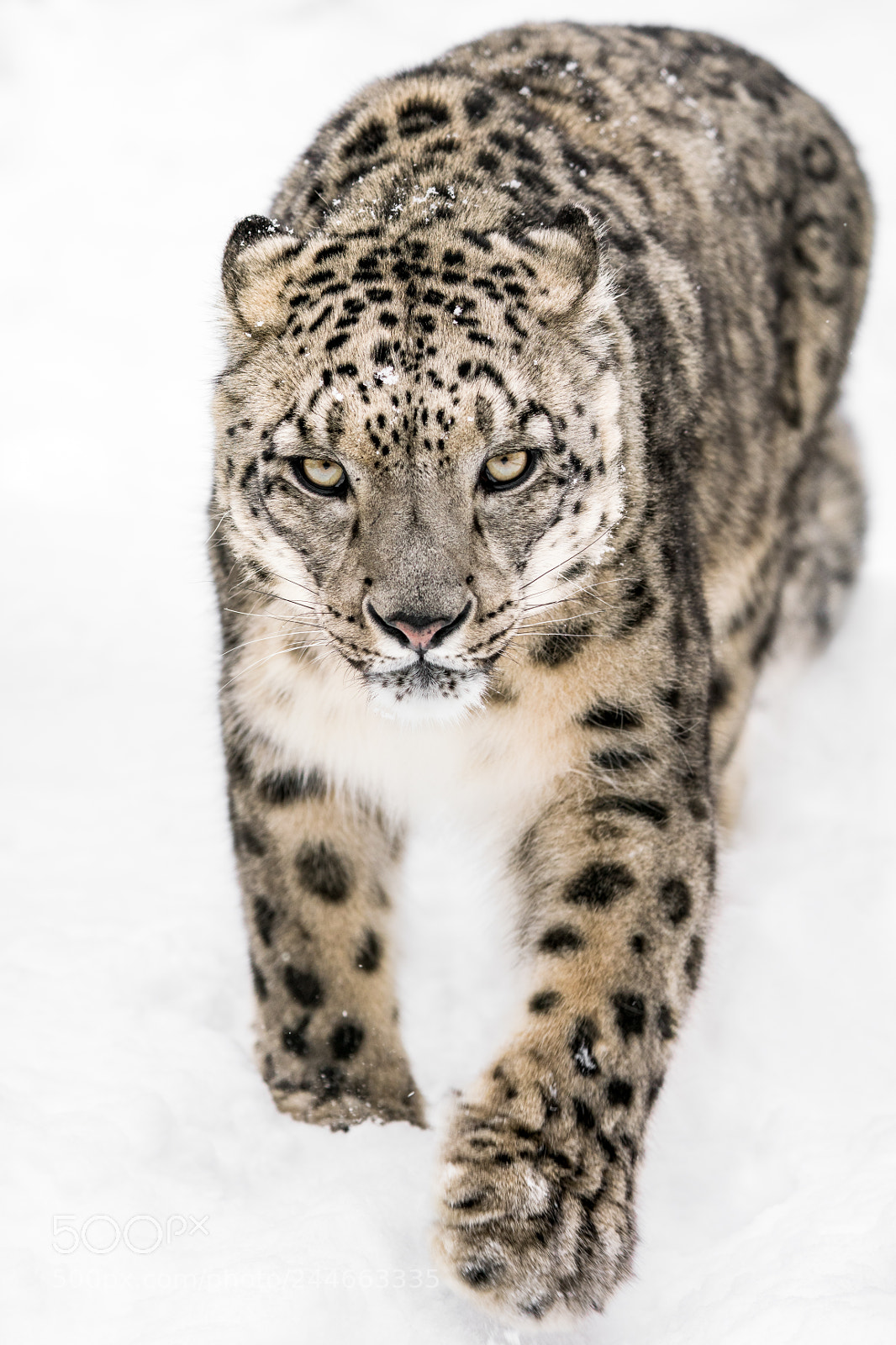Sony a7R III sample photo. Snow leopard on the photography