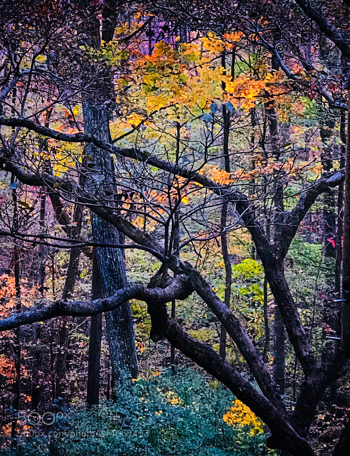 Apple iPhone 7 Plus sample photo. Fall colors in late photography