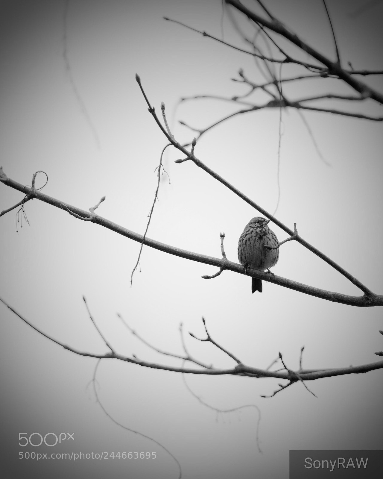 Sony a6500 sample photo. Winter days photography