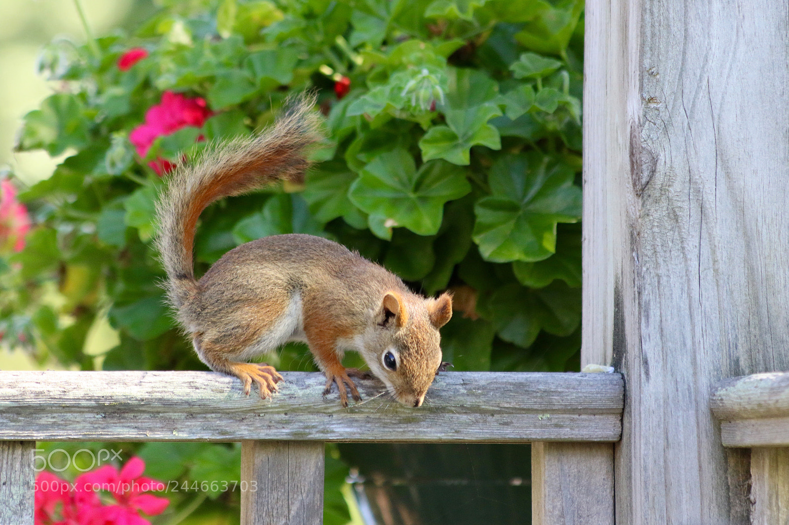 Canon EOS 7D Mark II sample photo. Nuts photography