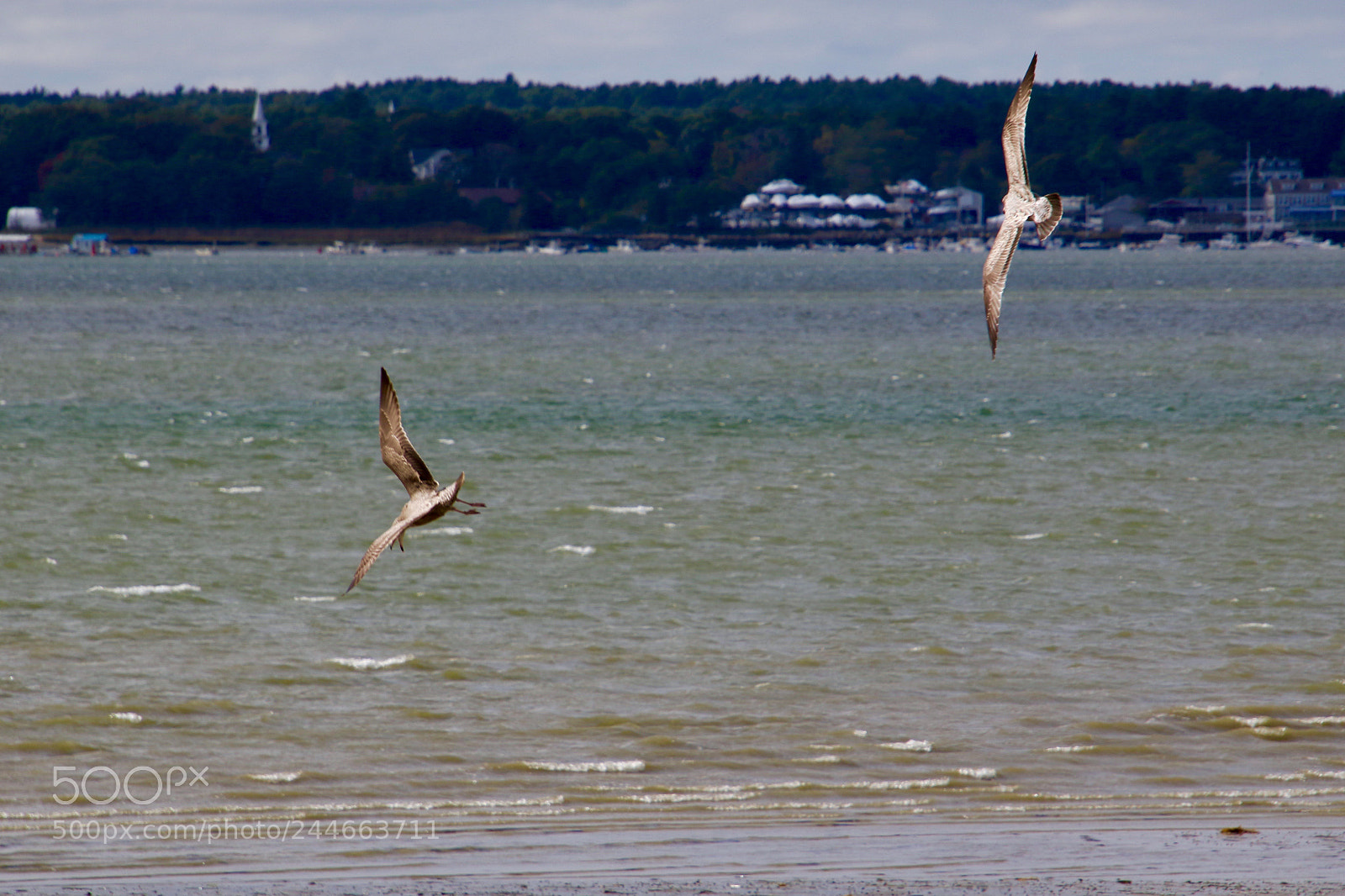 Canon EOS 7D Mark II sample photo. Gulls photography