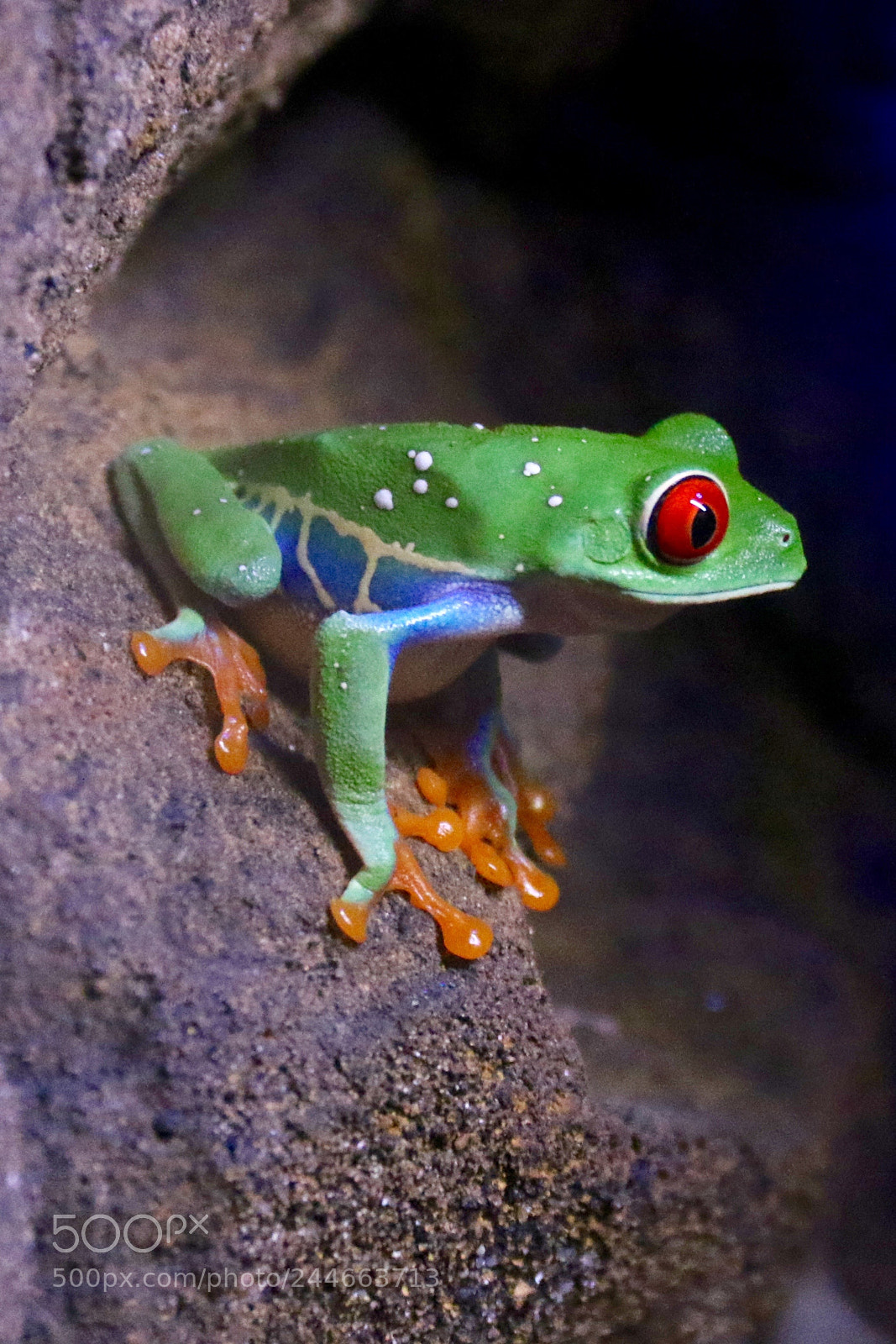 Canon EOS 7D Mark II sample photo. Green frog photography