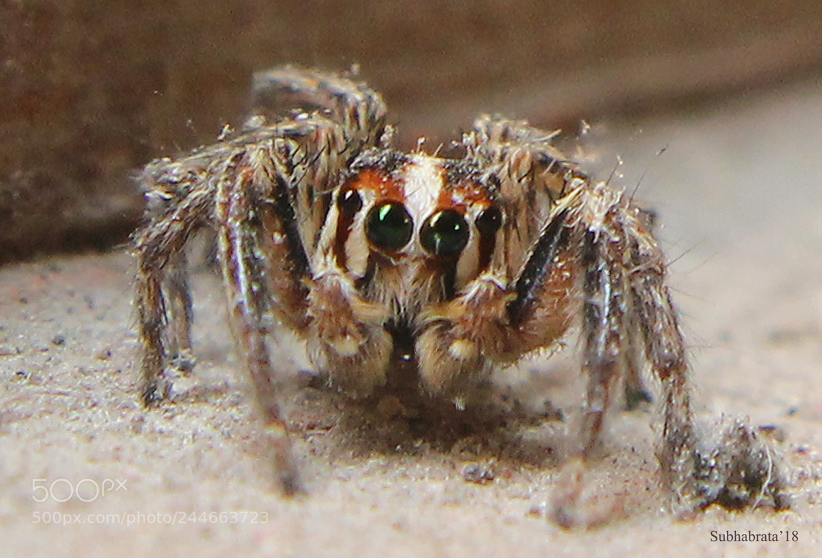 Canon EOS 1100D (EOS Rebel T3 / EOS Kiss X50) sample photo. Spidy photography
