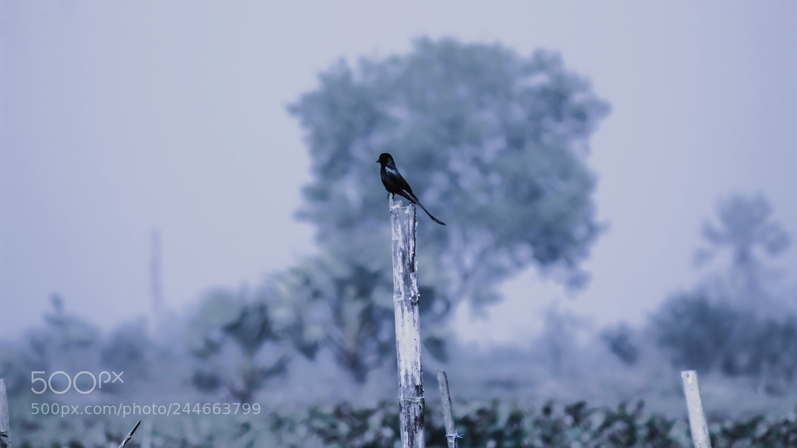 Canon EOS 1200D (EOS Rebel T5 / EOS Kiss X70 / EOS Hi) sample photo. Bird photography