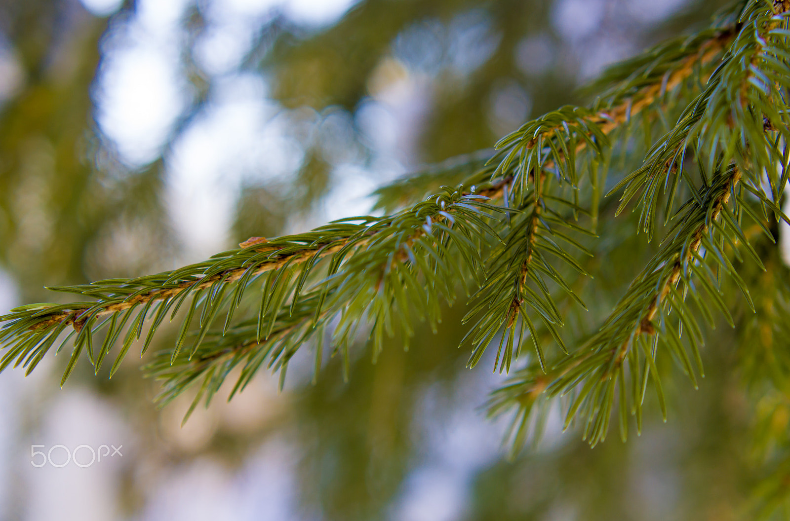 YI TECHNOLOGY M1 sample photo. Fir photography
