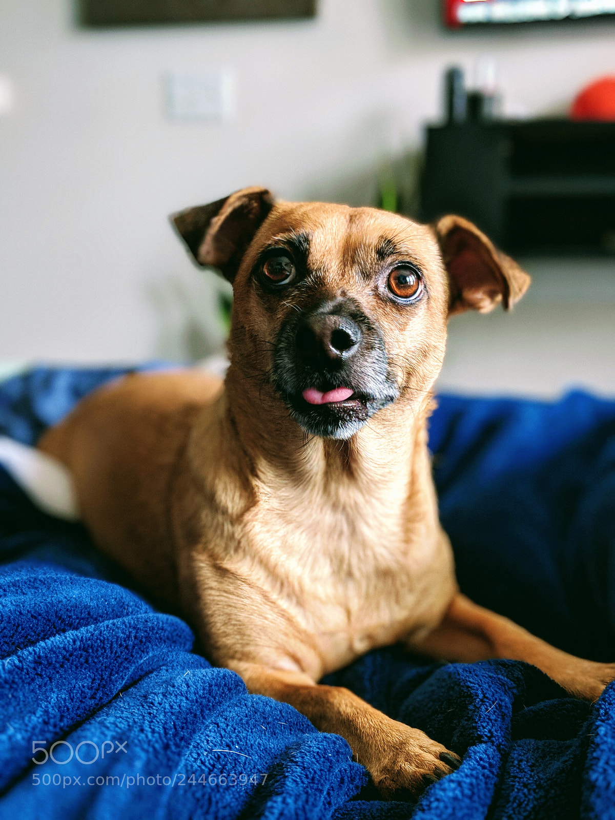 Google Pixel 2 XL sample photo. Doggy world photography