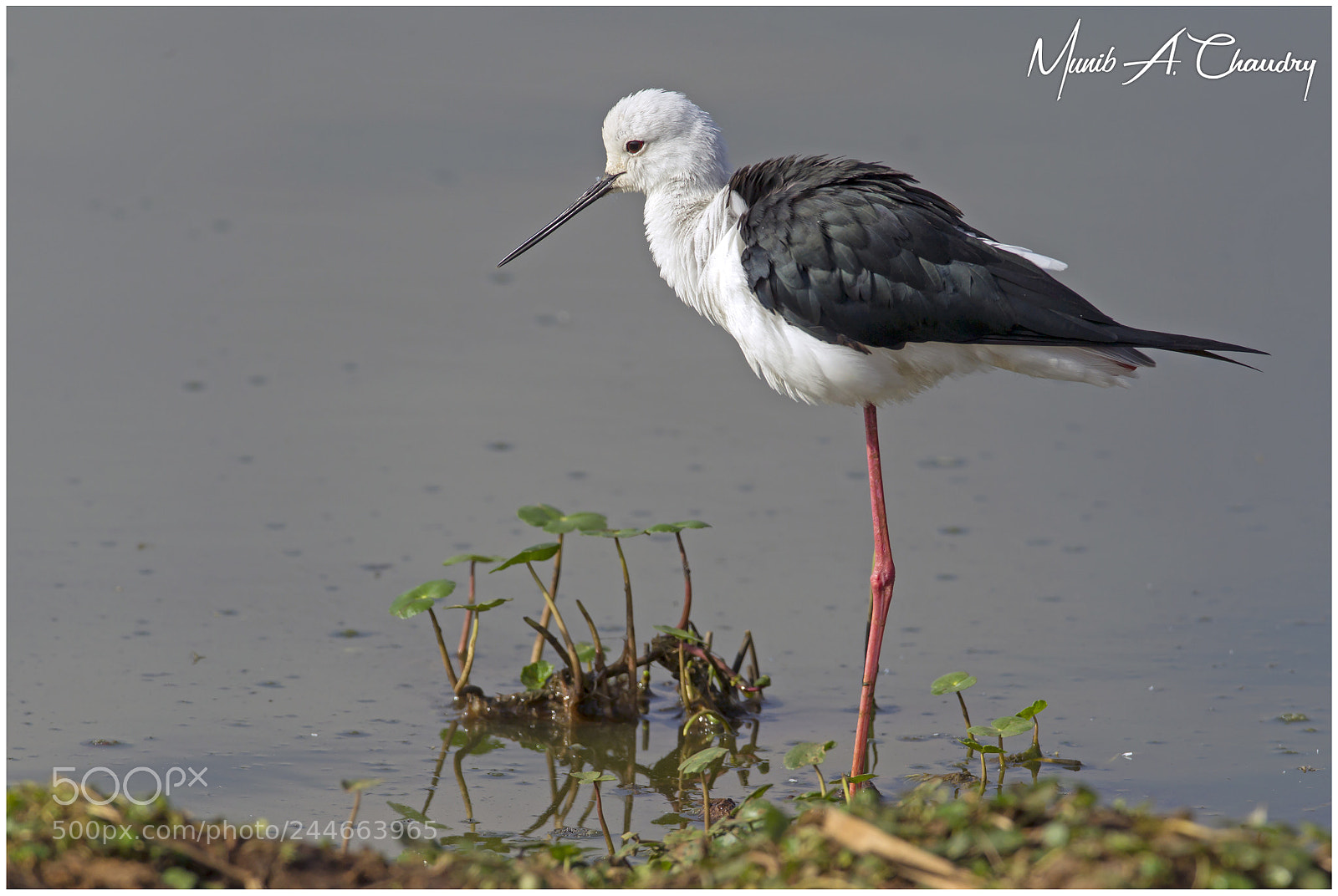 Canon EOS-1D Mark IV sample photo. The elegant stilt! photography