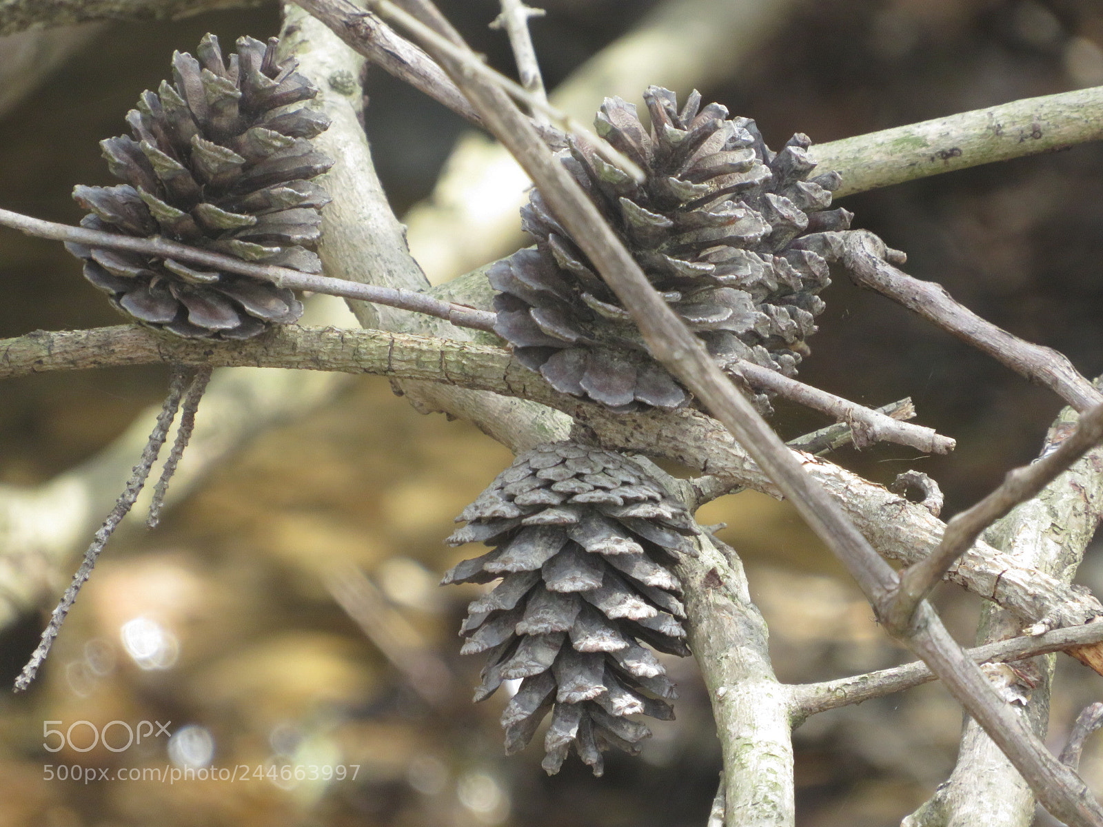 Canon PowerShot SX540 HS sample photo. Pine cones photography