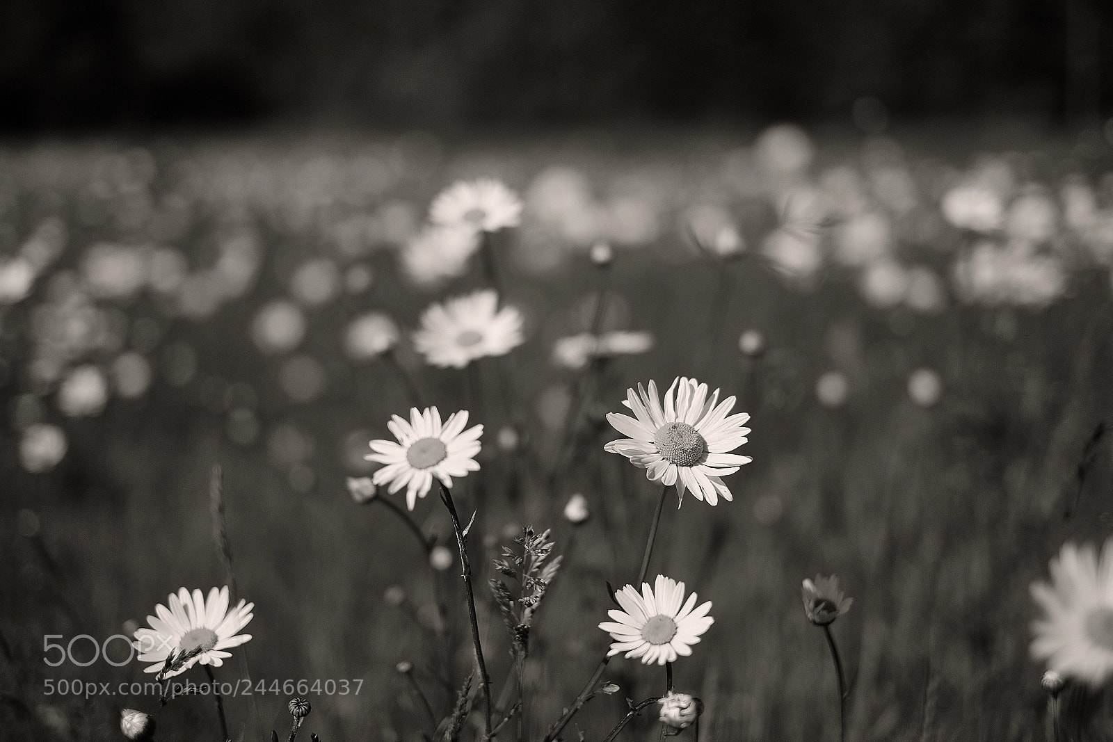 Fujifilm X-T10 sample photo. Wildflowers photography