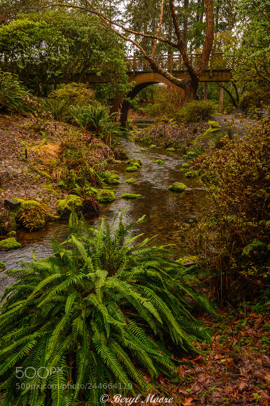 Nikon D7100 sample photo. Crystal springs rhododendron garden photography
