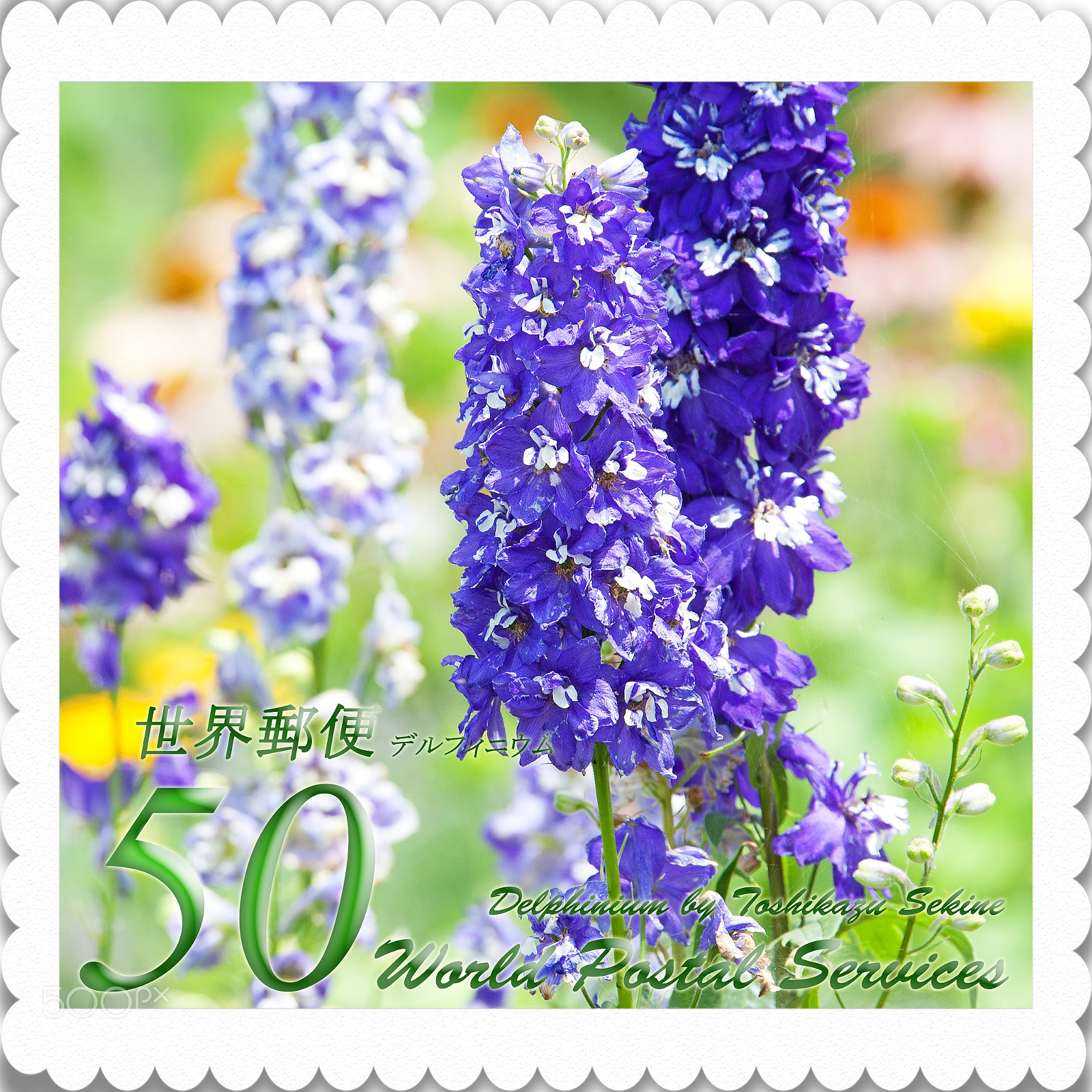 Nikon D700 sample photo. Delphinium photography