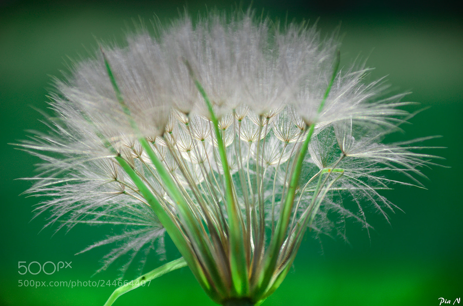 Nikon D5100 sample photo. Make a wish photography