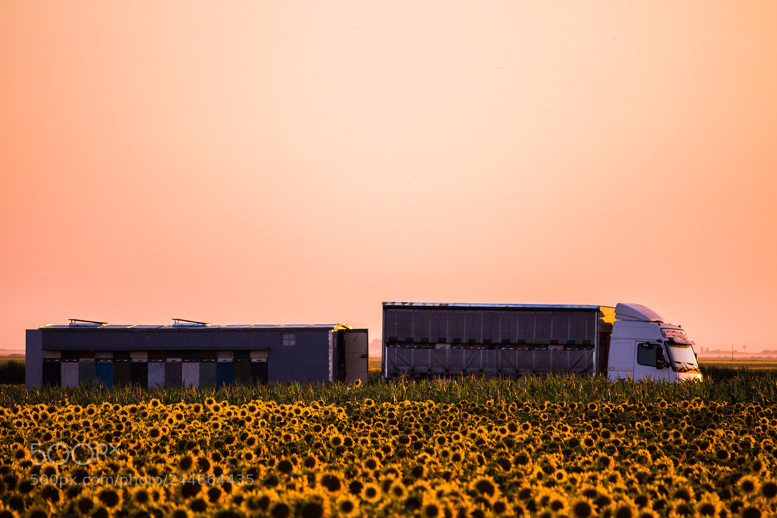 Canon EOS 700D (EOS Rebel T5i / EOS Kiss X7i) sample photo. Harvest of the sun photography