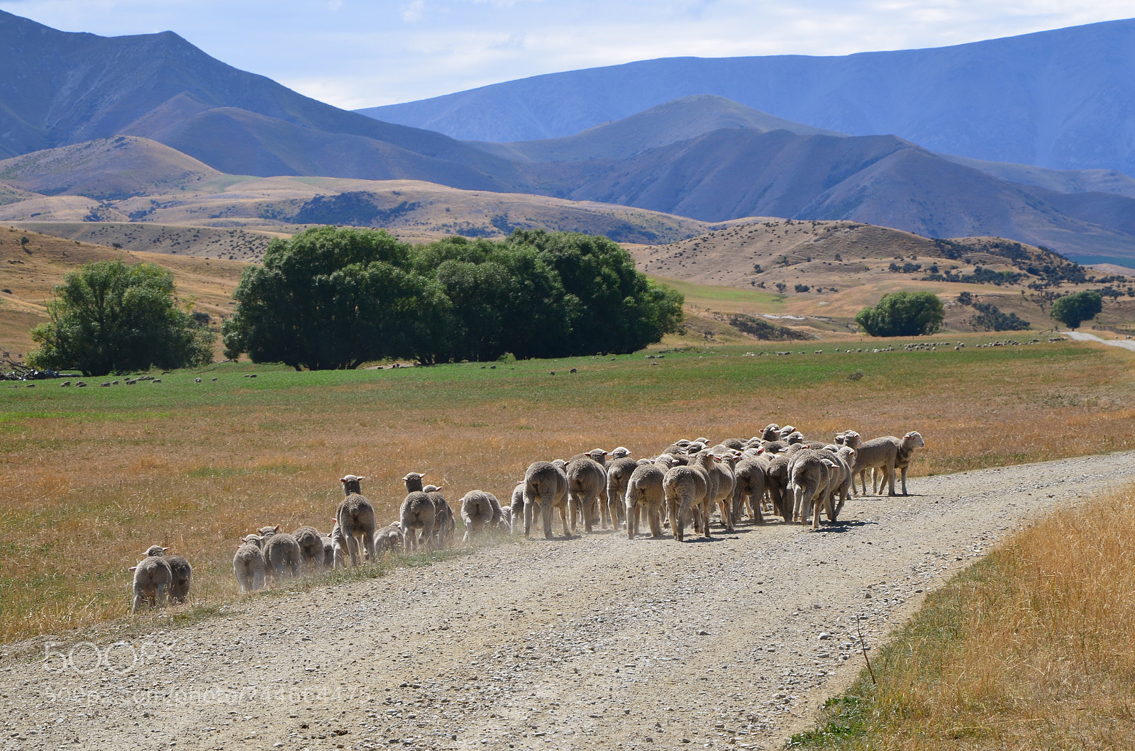 Nikon D5100 sample photo. Flock of sheep in photography