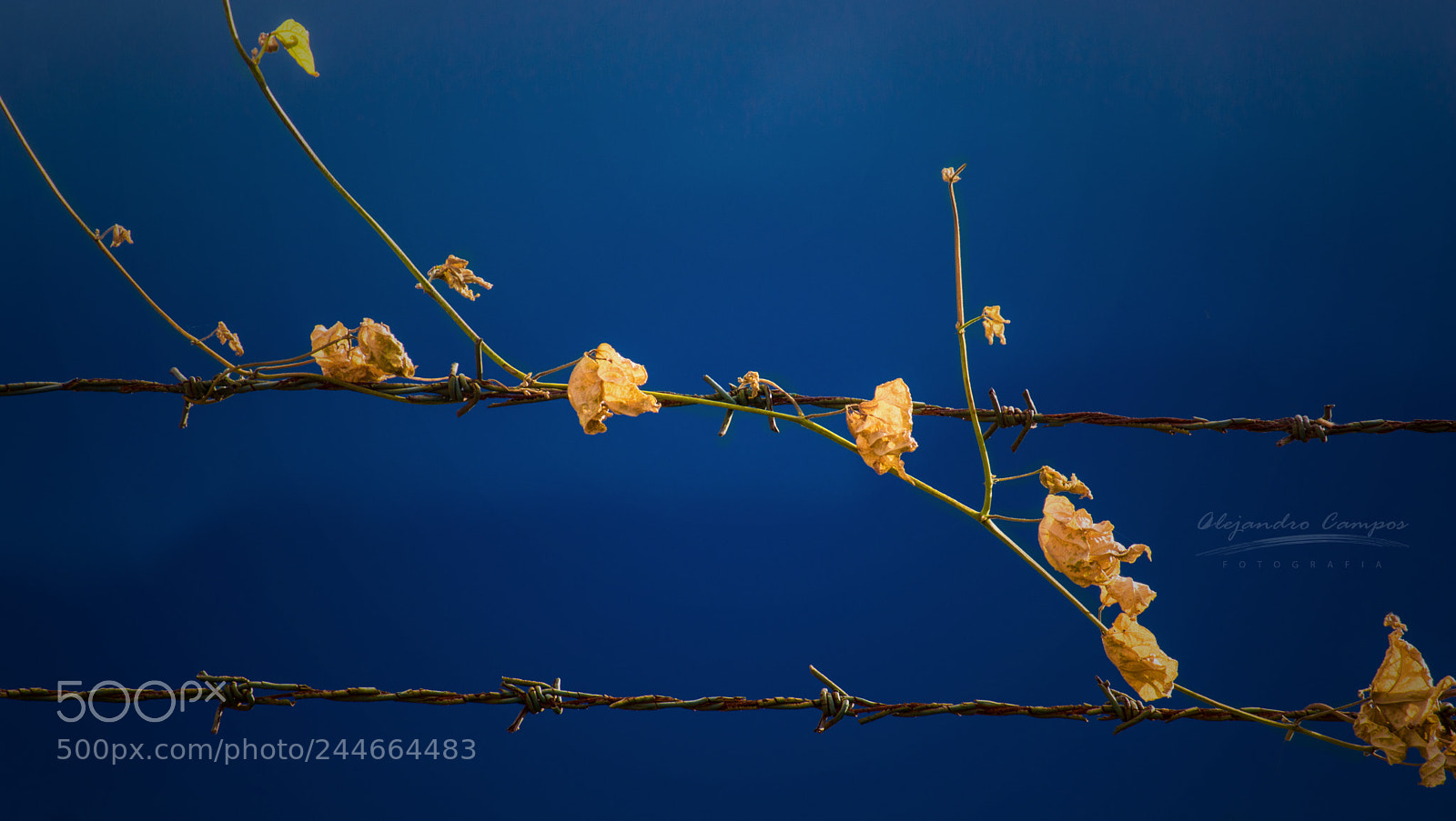 Nikon D3200 sample photo. Yellow contrast photography
