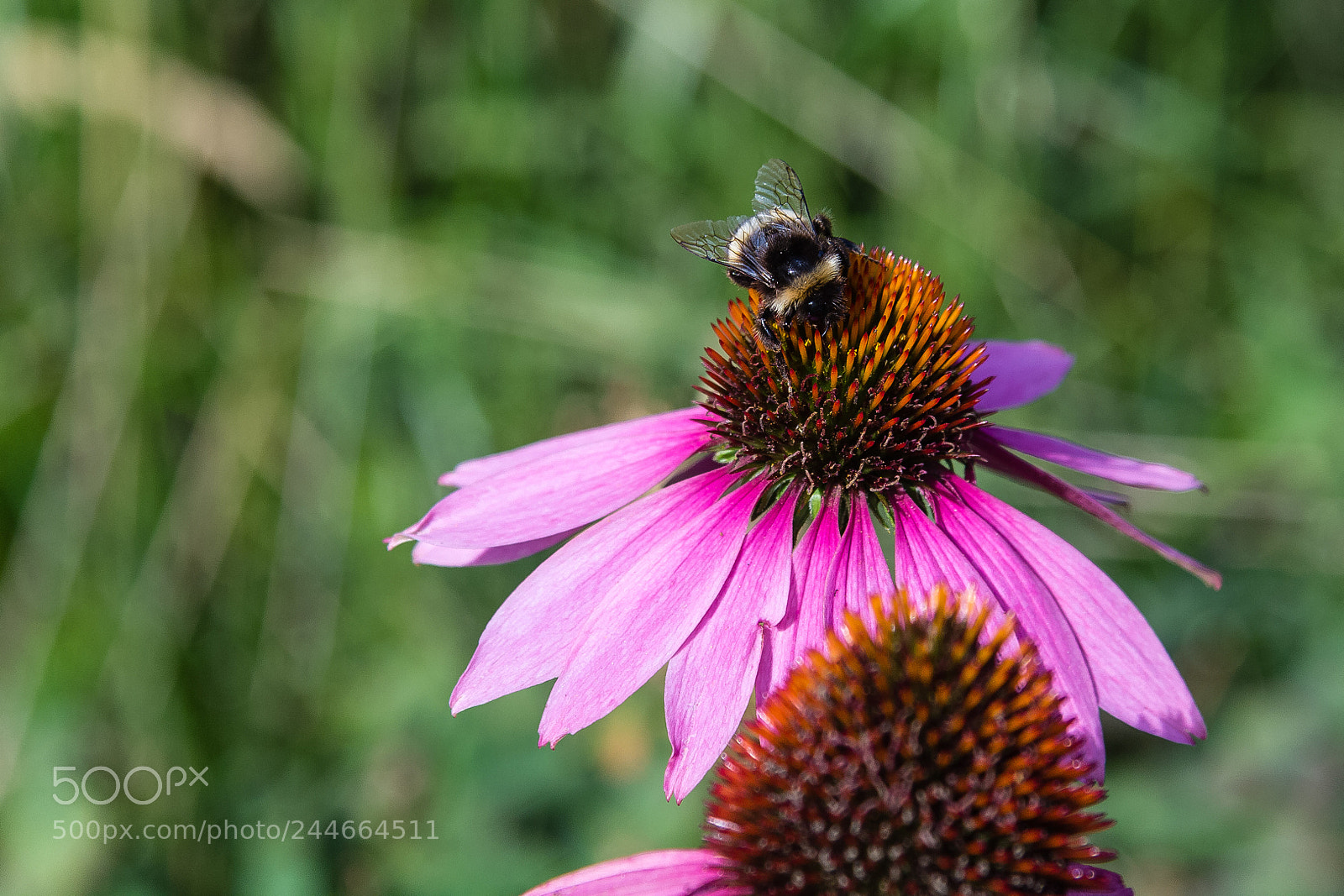 Canon EOS 60D sample photo. Echinacea purpurea 'magnus' photography