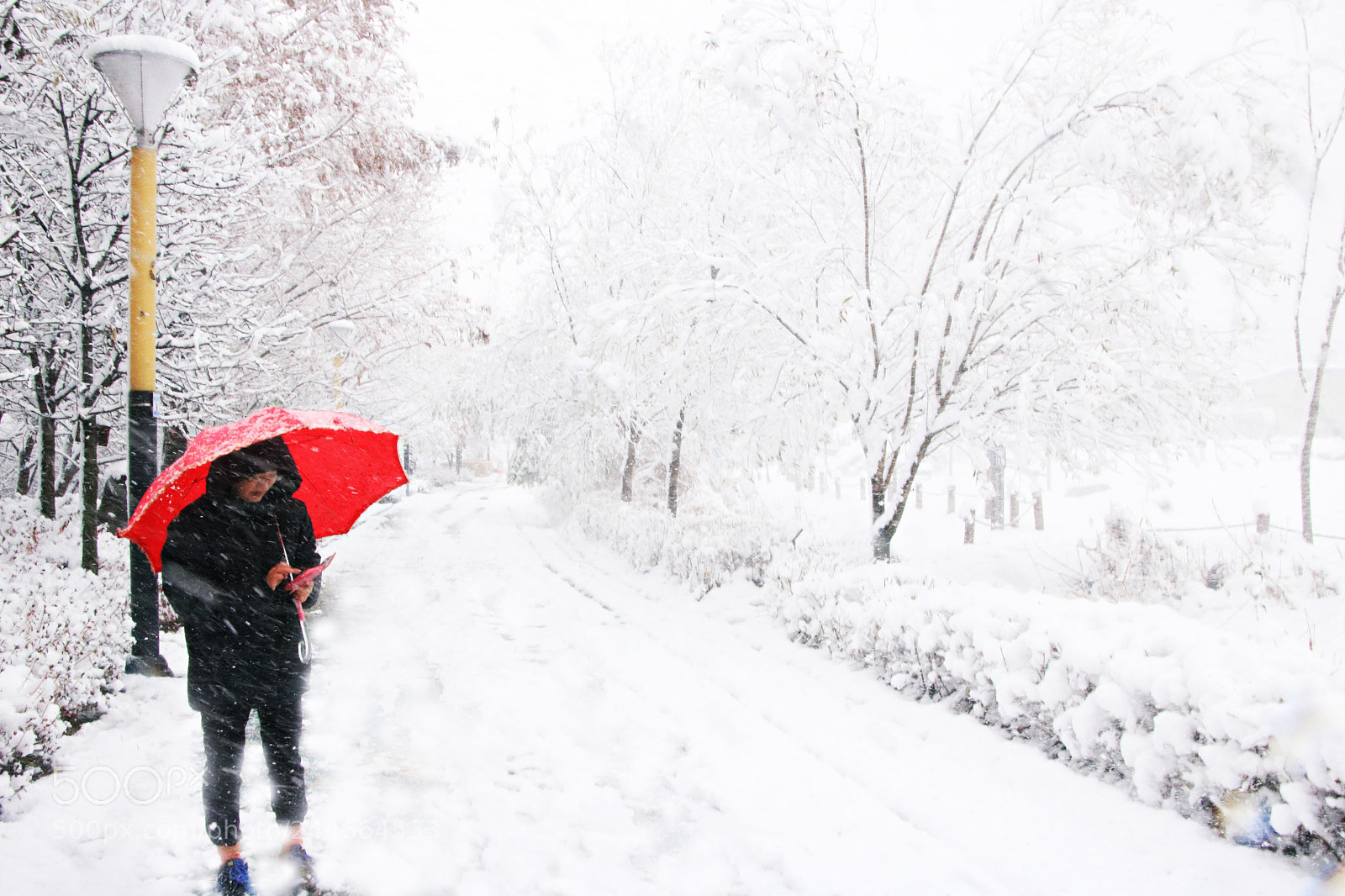 Canon EOS 750D (EOS Rebel T6i / EOS Kiss X8i) sample photo. A snowy day photography