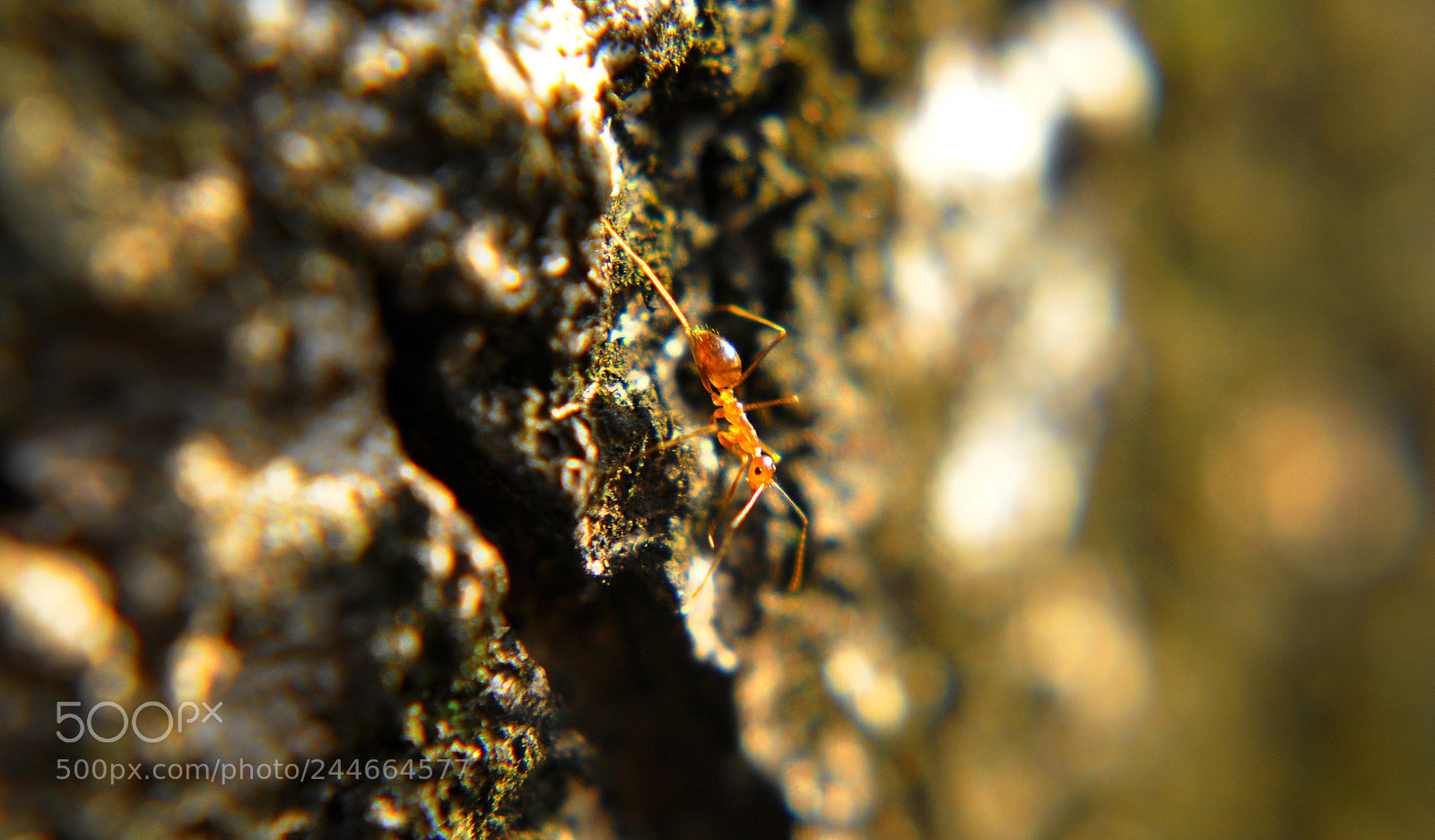 Nikon D90 sample photo. Freedom photography