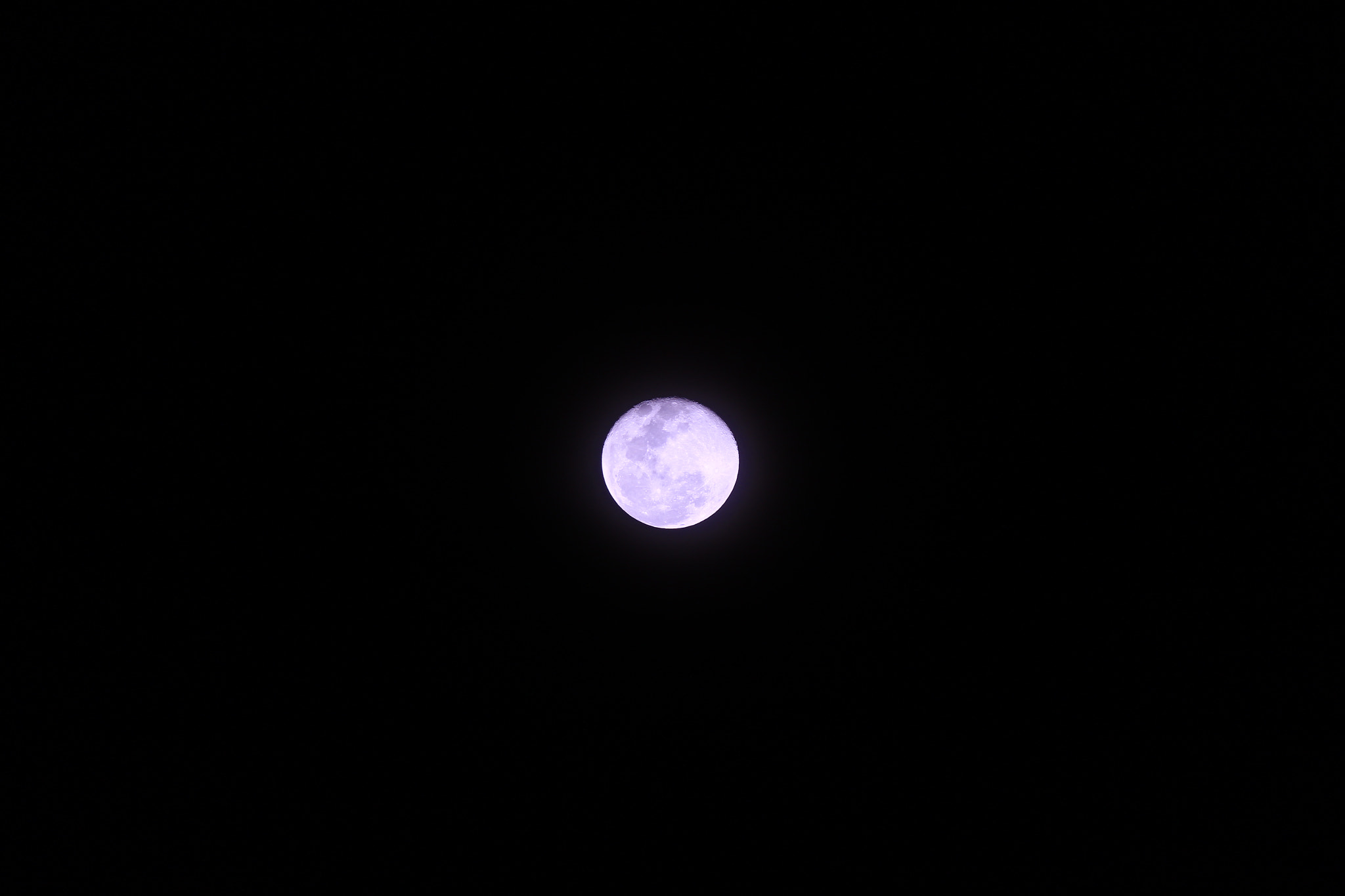 Canon EF-S 55-250mm F4-5.6 IS II sample photo. Conejo photography