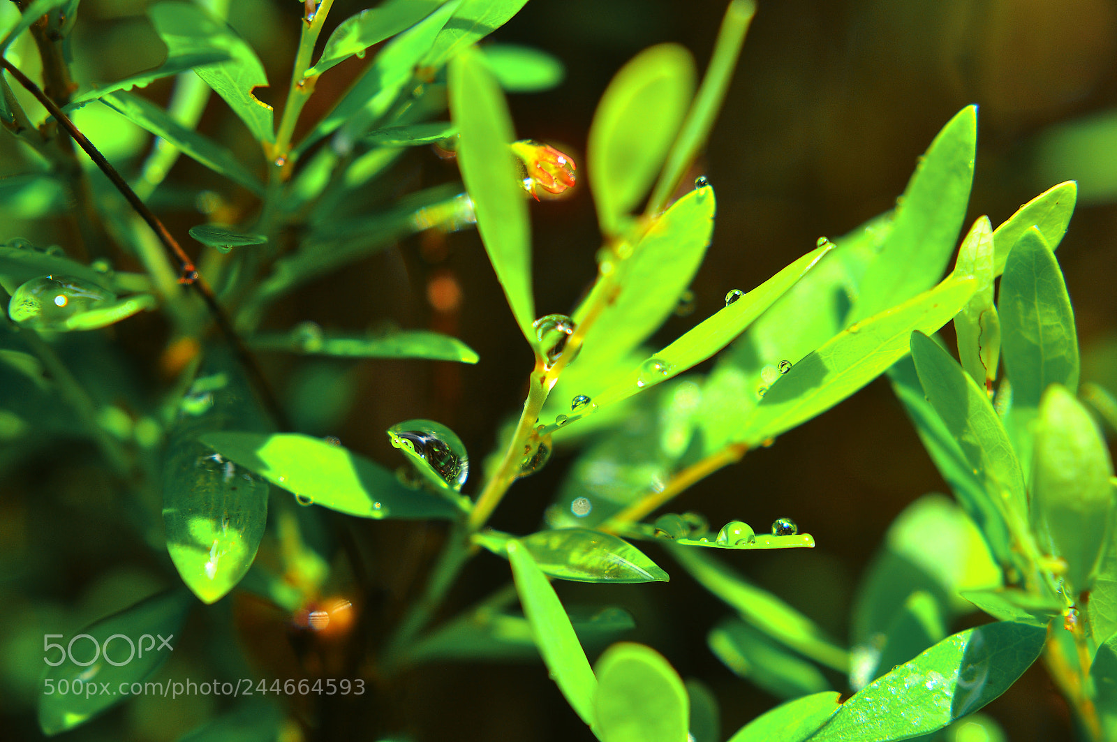 Nikon D90 sample photo. Fresh droplets photography