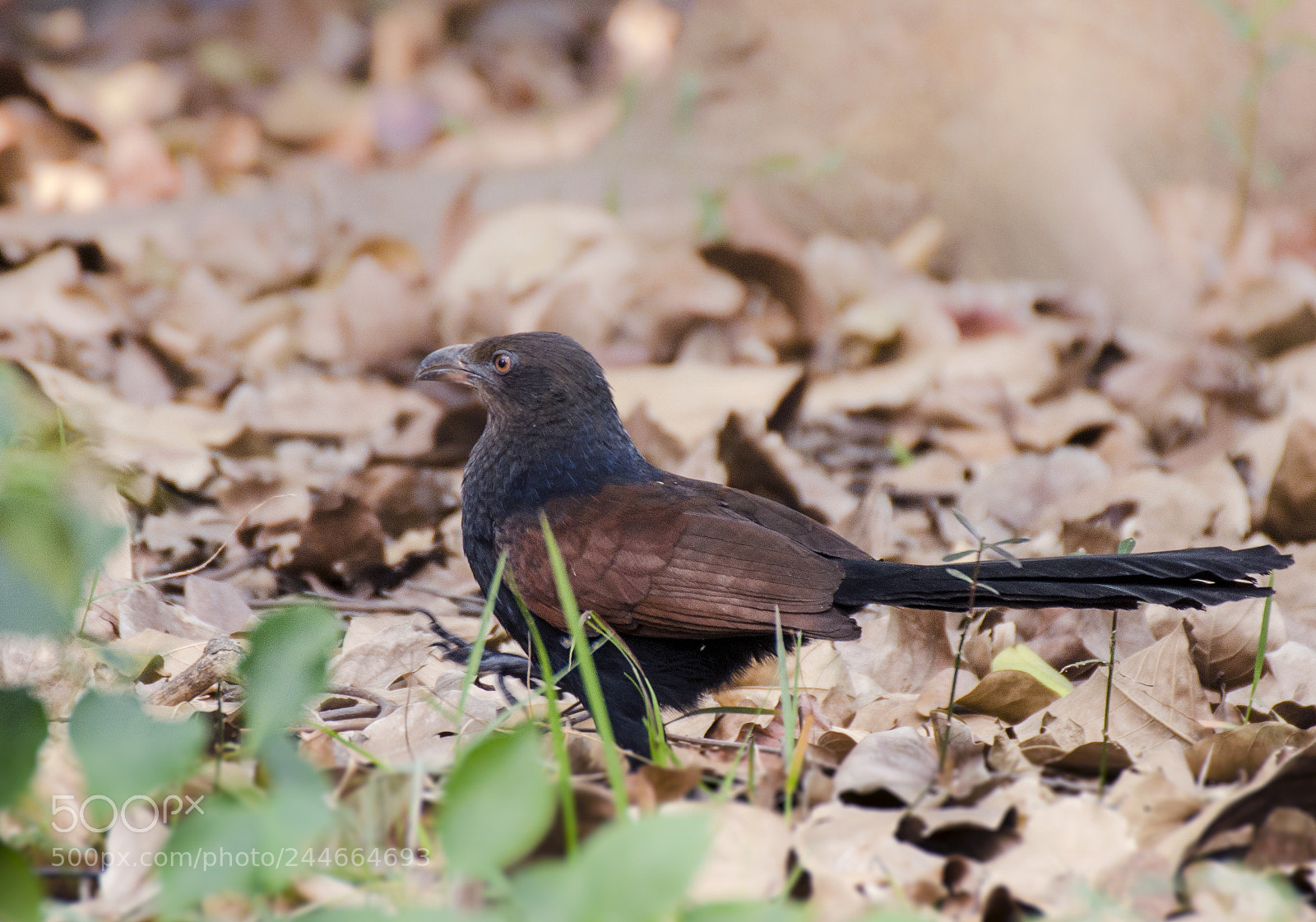 Nikon D5100 sample photo. Greater coucal photography