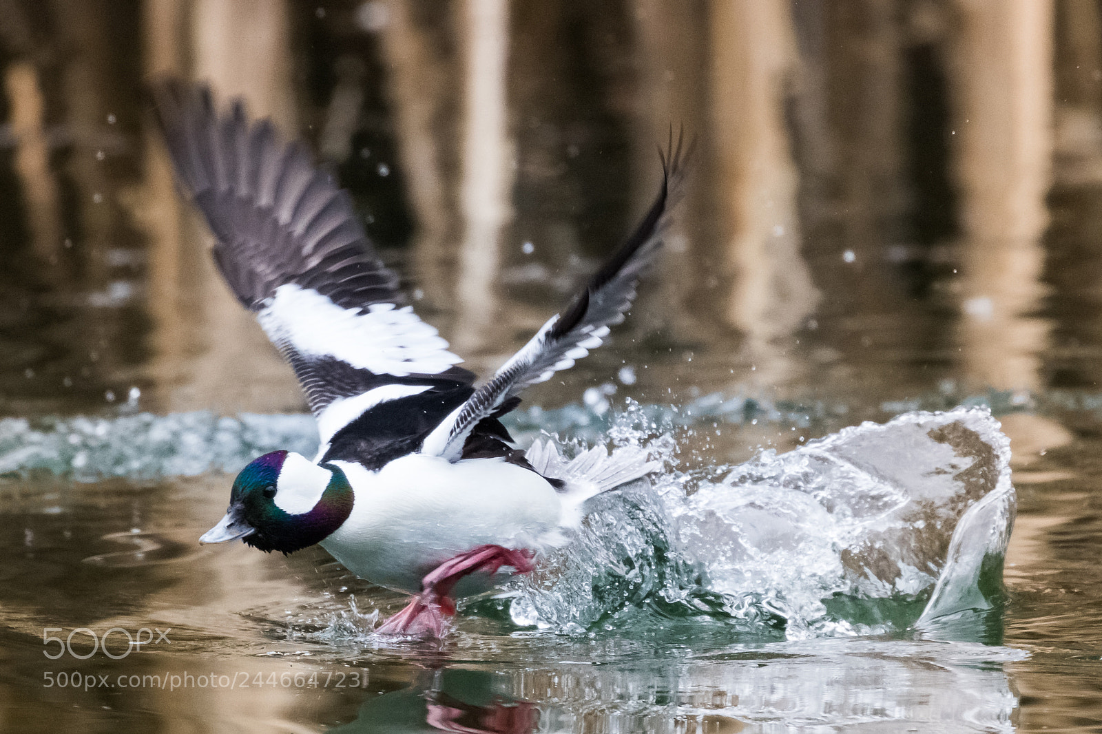 Canon EOS 7D Mark II sample photo. Blast off photography
