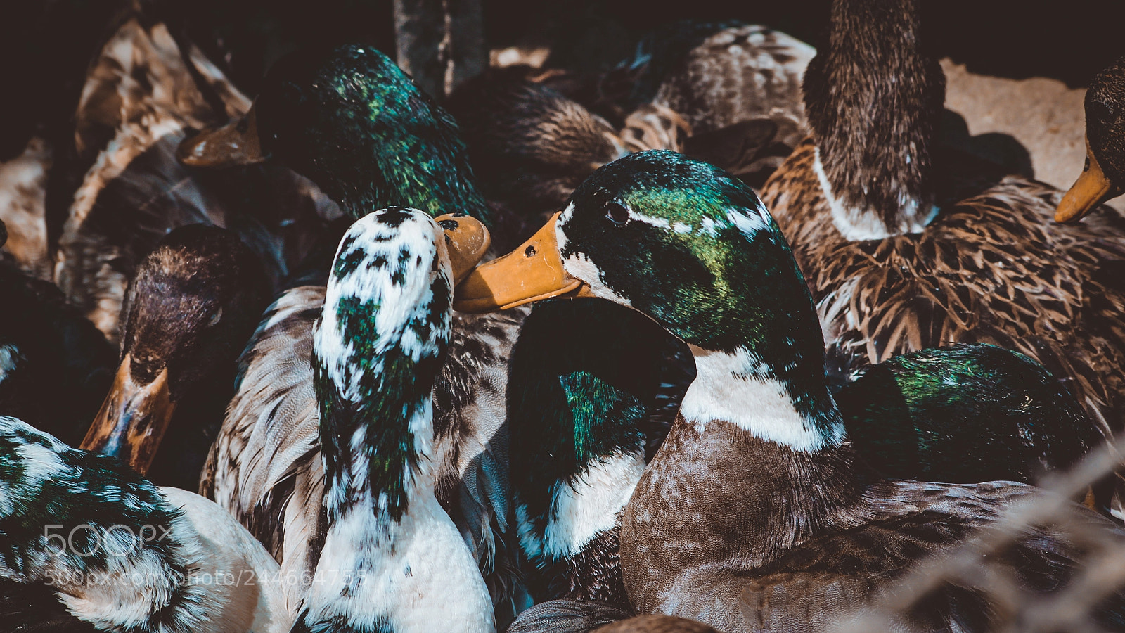 Canon EOS 1300D (EOS Rebel T6 / EOS Kiss X80) sample photo. Love ducks photography