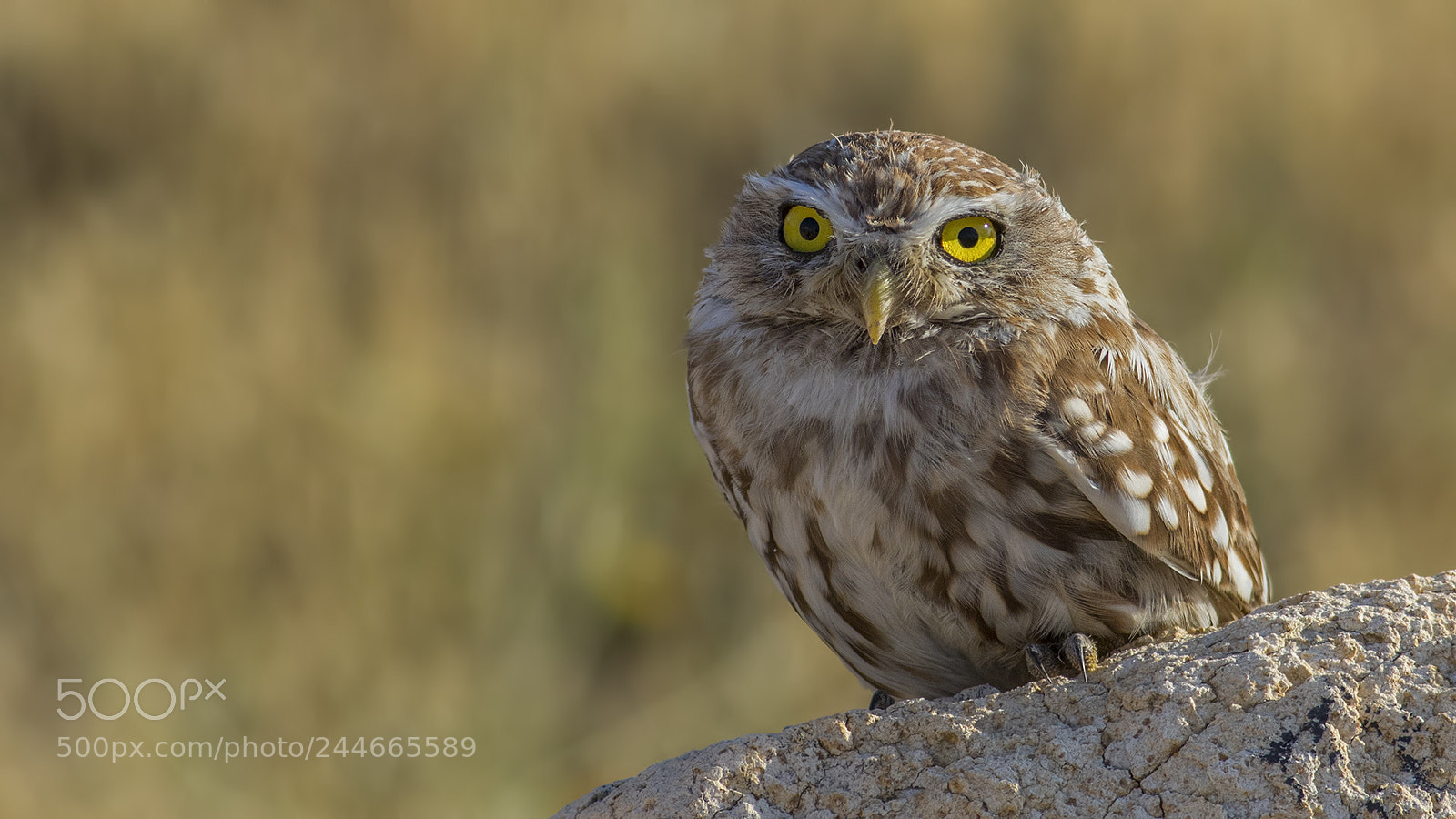 Canon EOS 7D Mark II sample photo. Little owl photography