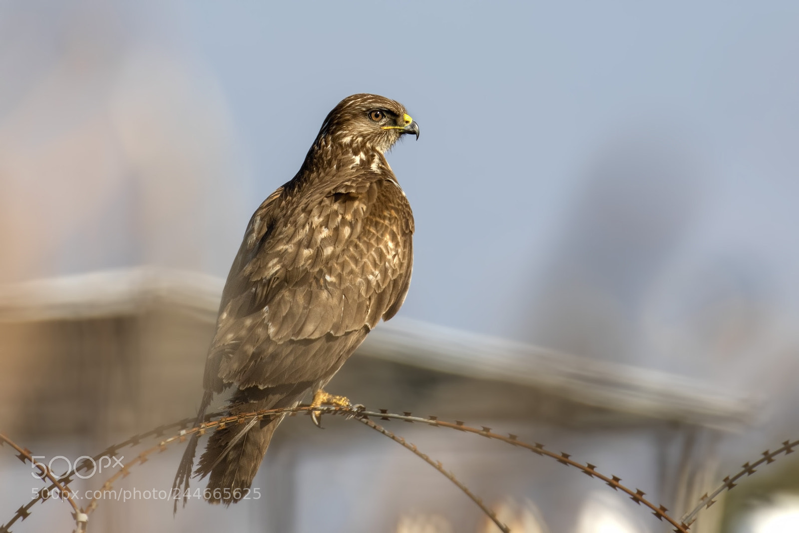Canon EOS 7D Mark II sample photo. Falcon... photography