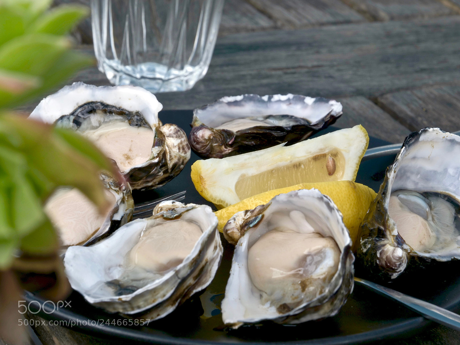 Panasonic Lumix DC-GH5 sample photo. Bruny island oyster factory photography