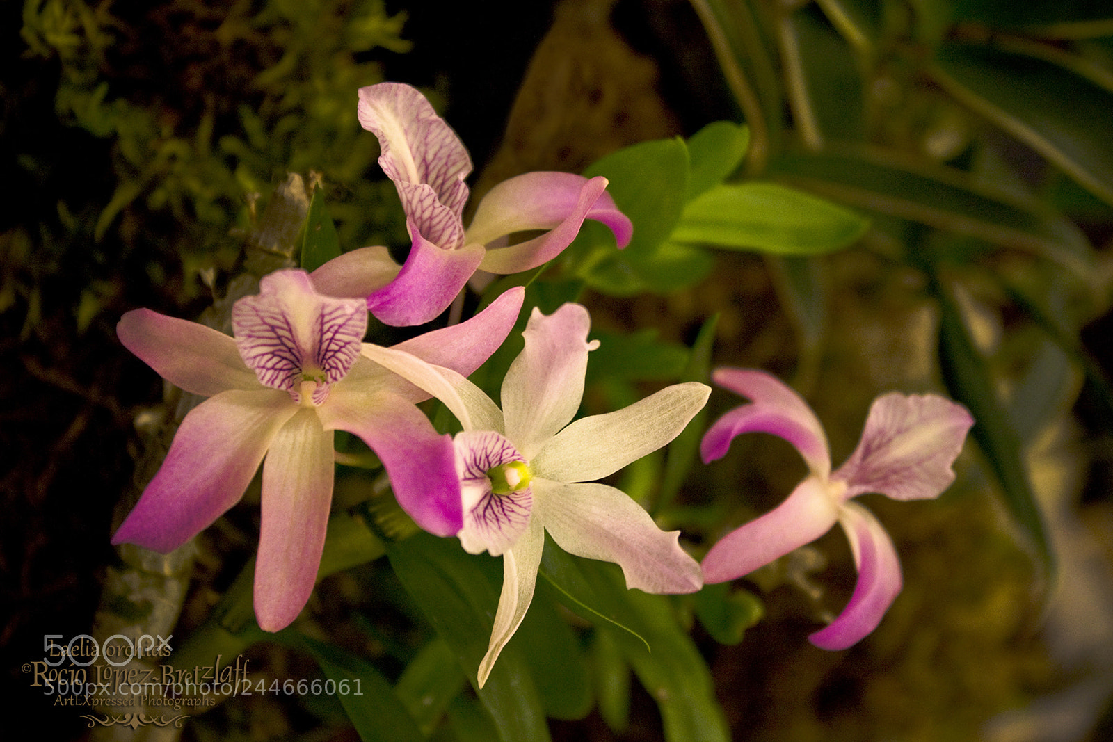 Canon EOS 450D (EOS Rebel XSi / EOS Kiss X2) sample photo. Laelia orchids photography