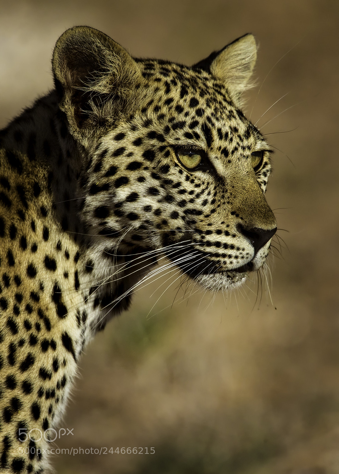 Canon EOS-1D X sample photo. Leopard headshot photography
