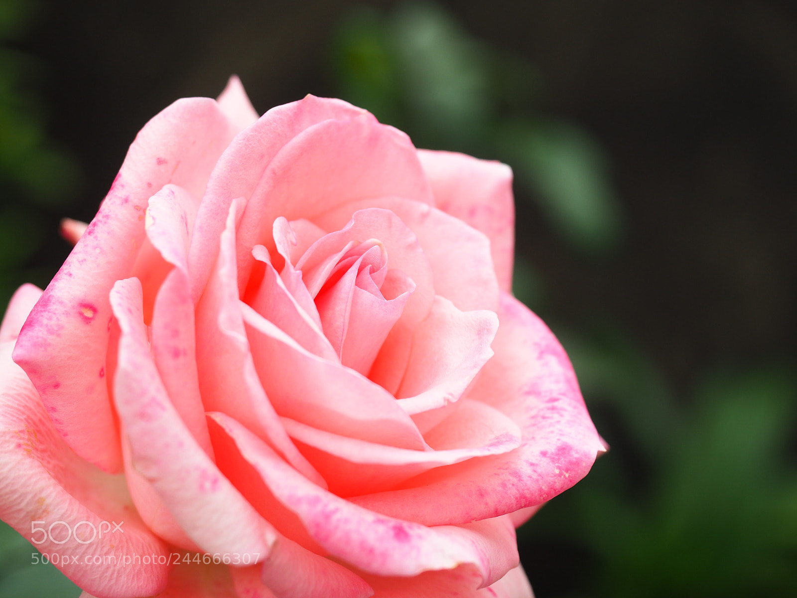 Olympus PEN-F sample photo. Rose photography